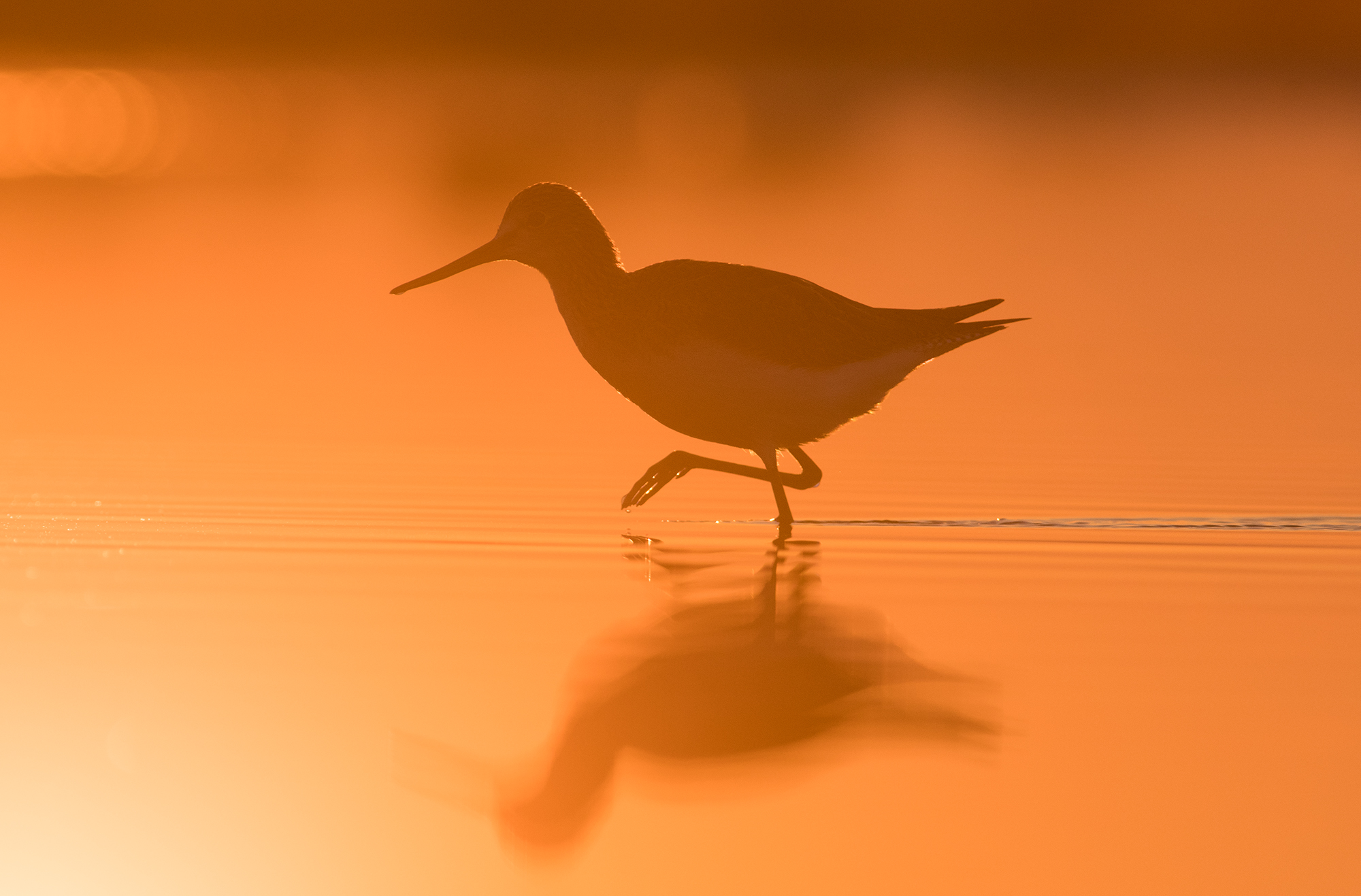 Greenshank Comune all'alba