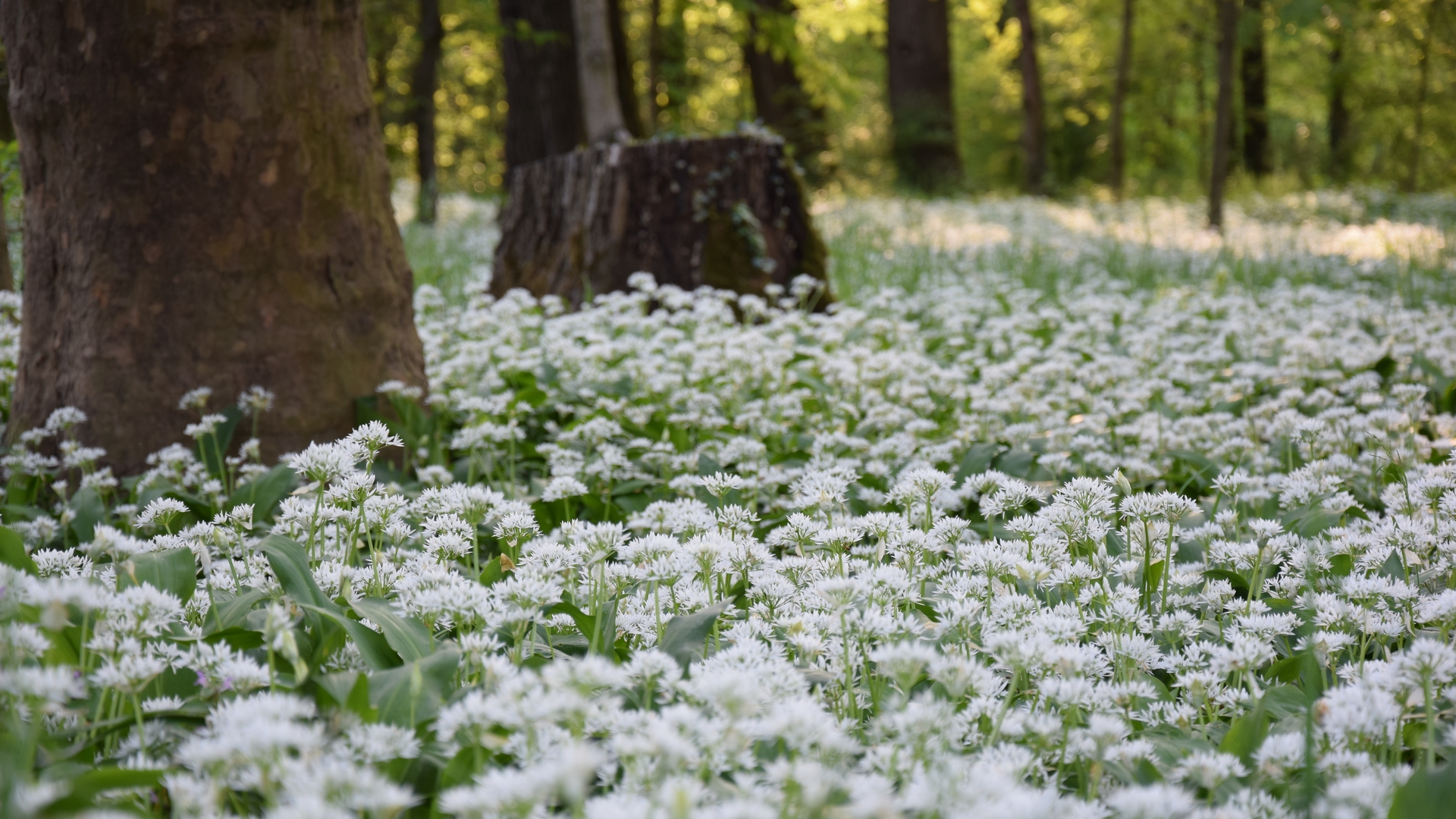 The wild garlic flowers