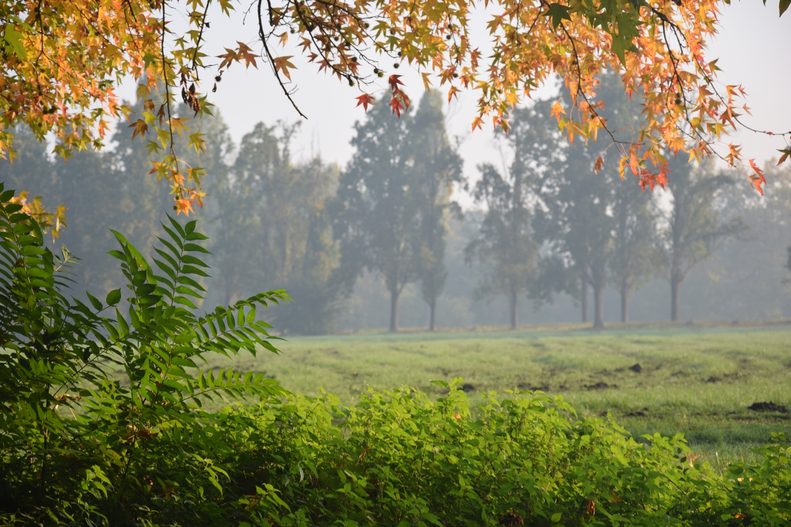 autumn yellow and green