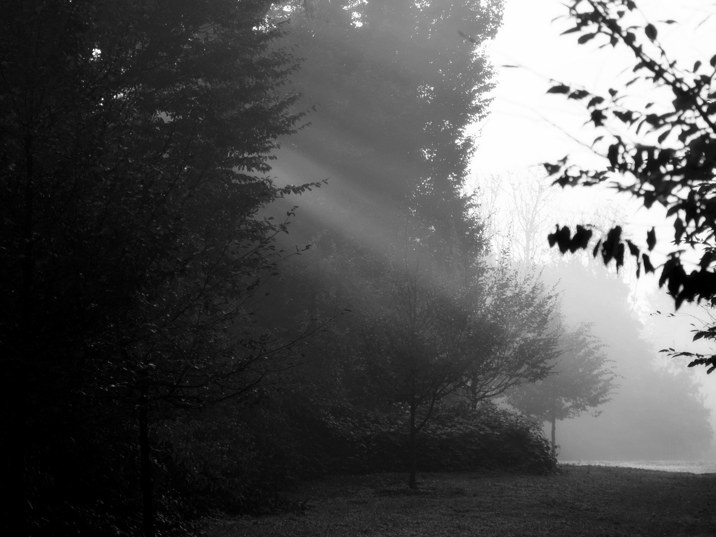 Rays "schiarificatori"