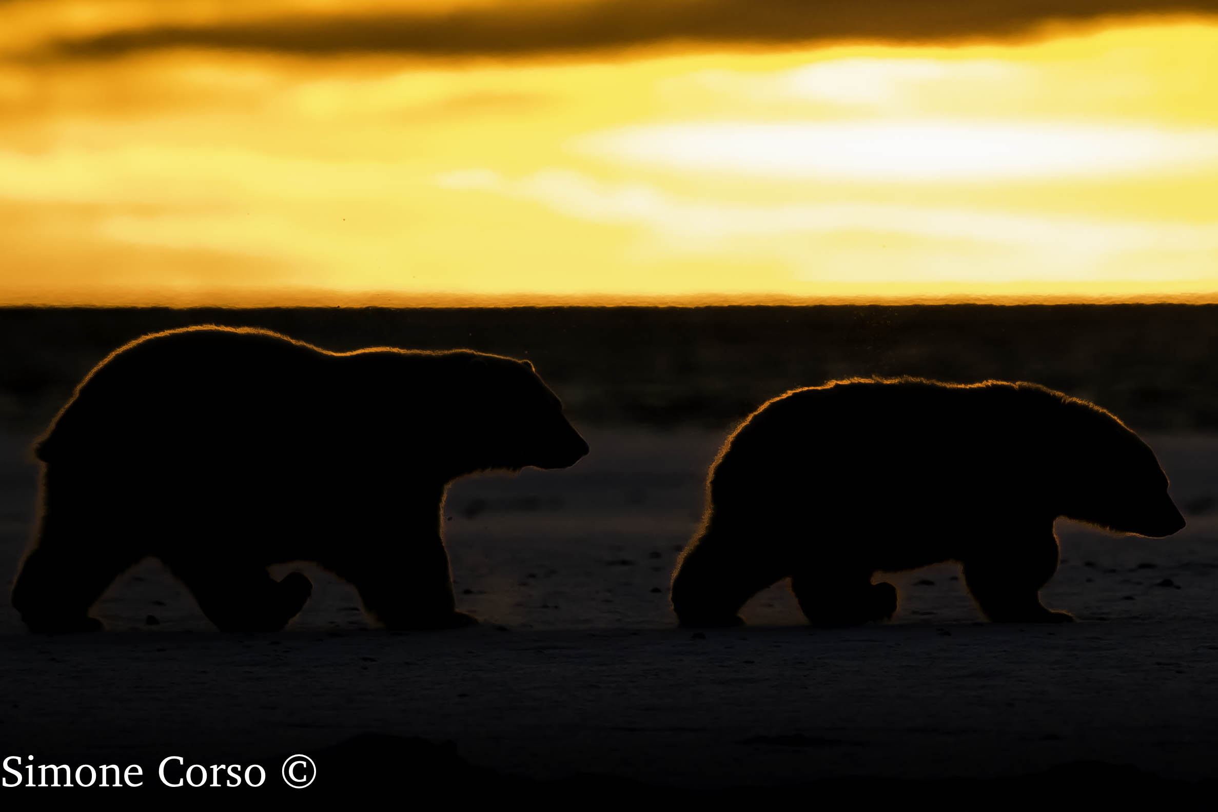 Orso Polare - il controluce all'alba