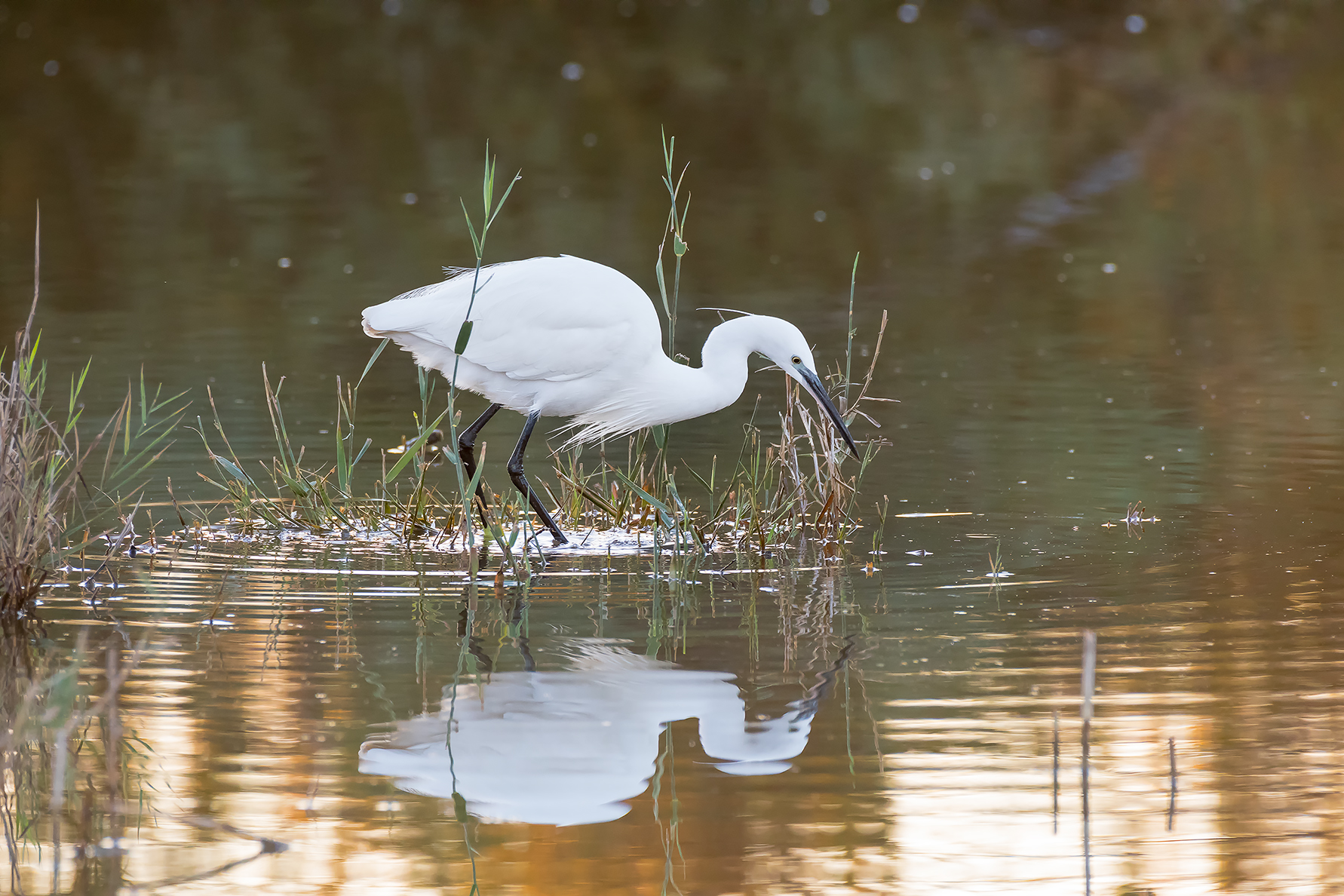 egret