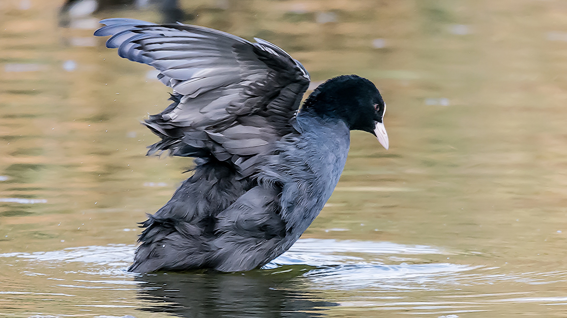 Coot before dive