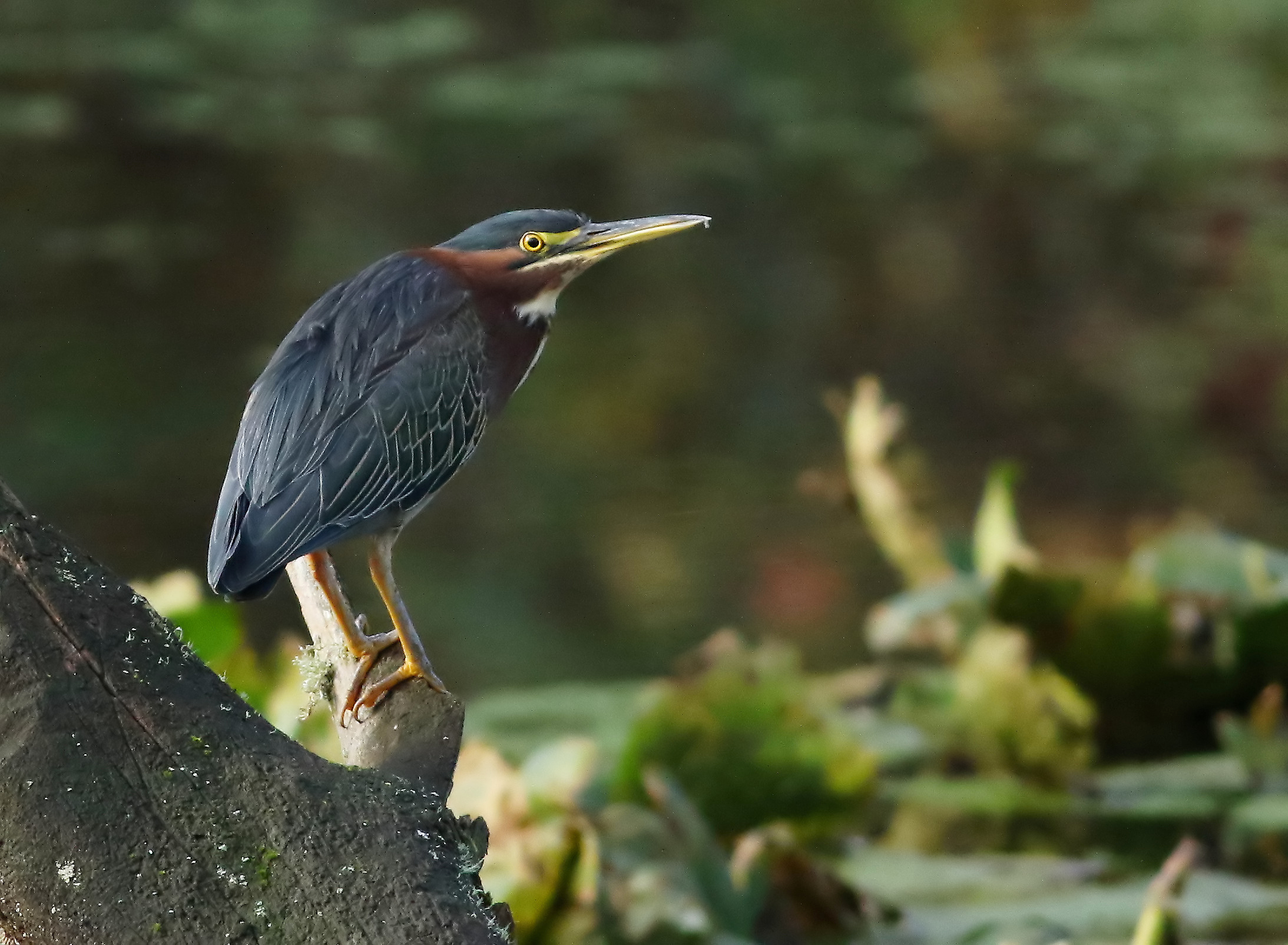 luce inizio autunno.