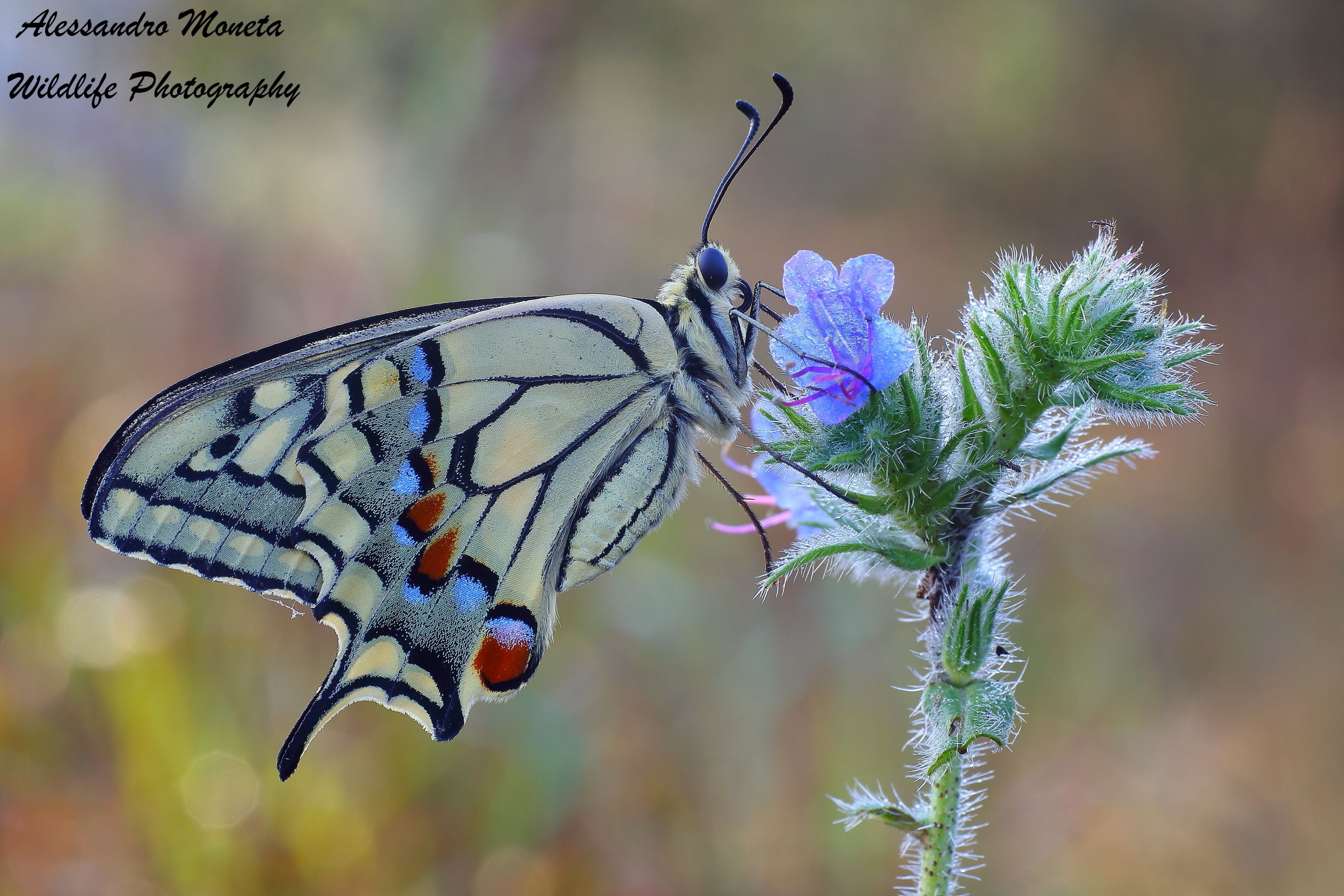 swallowtail