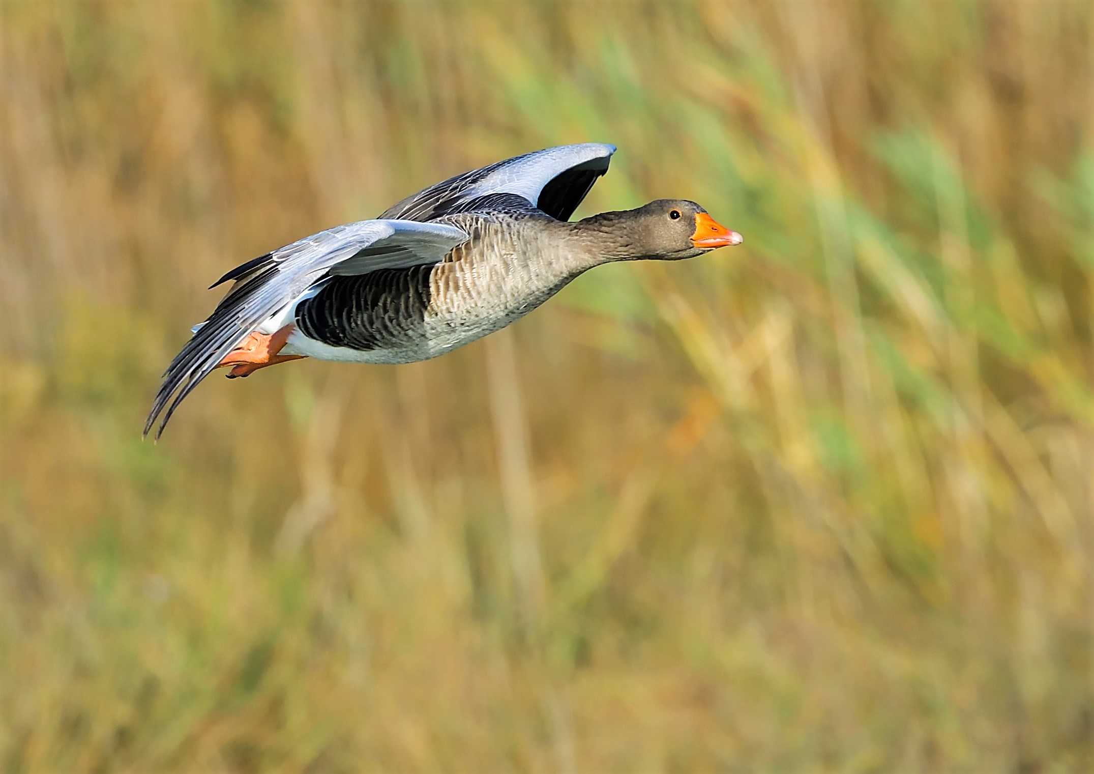 wild goose in flight