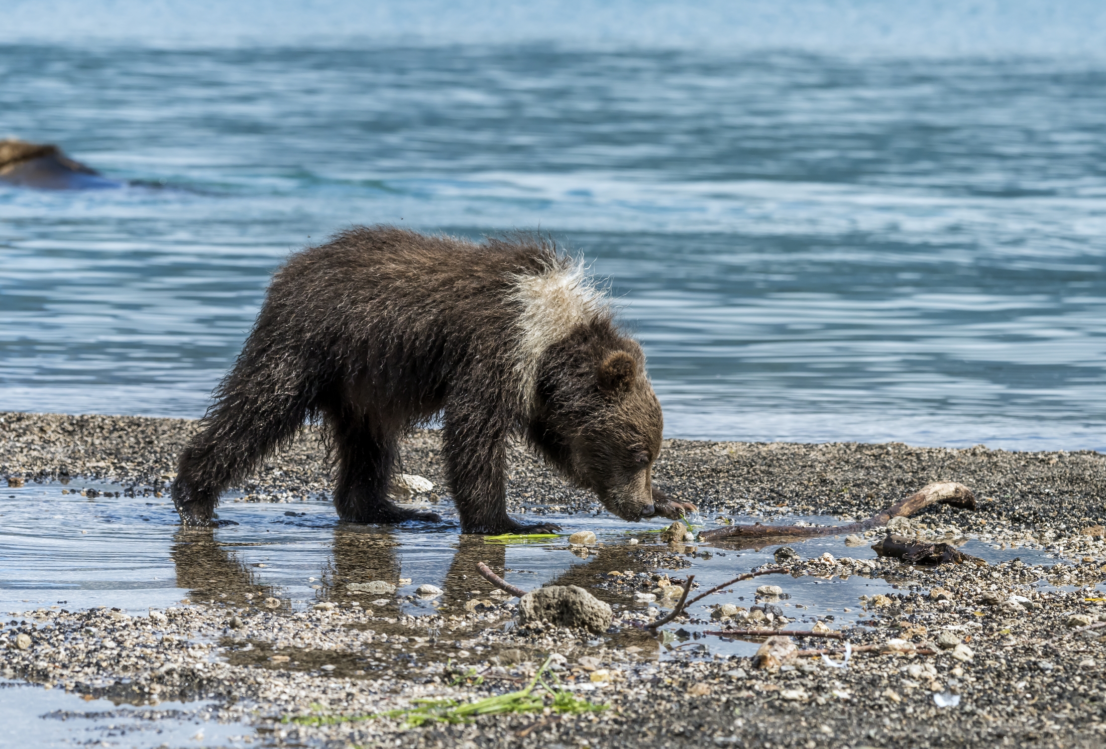 Kamchatka 2016 - Cub