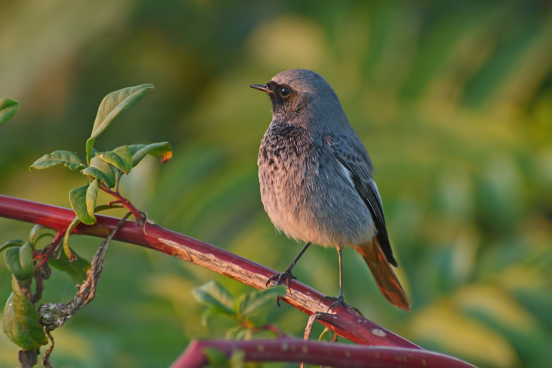 black redstart
