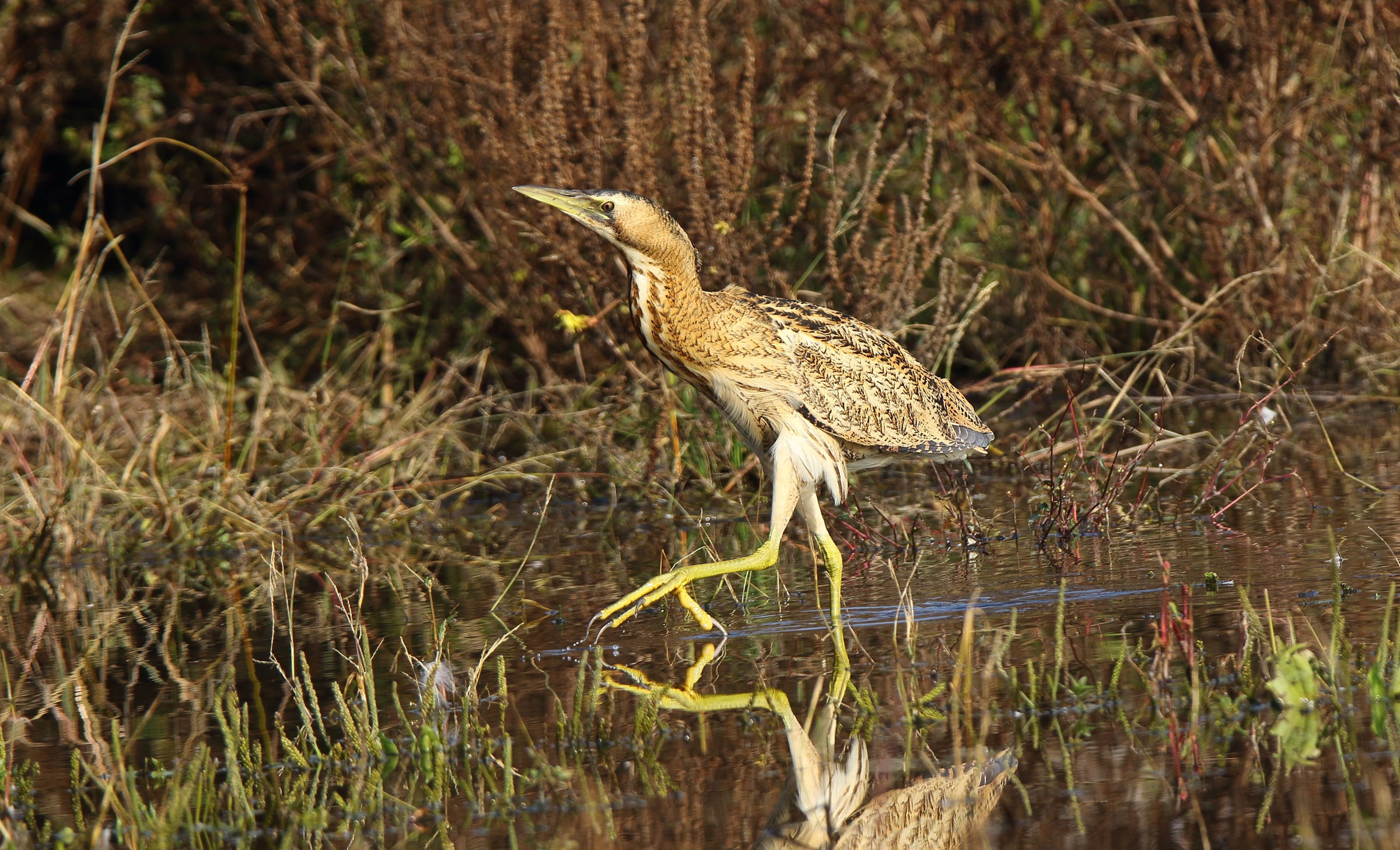 Bittern