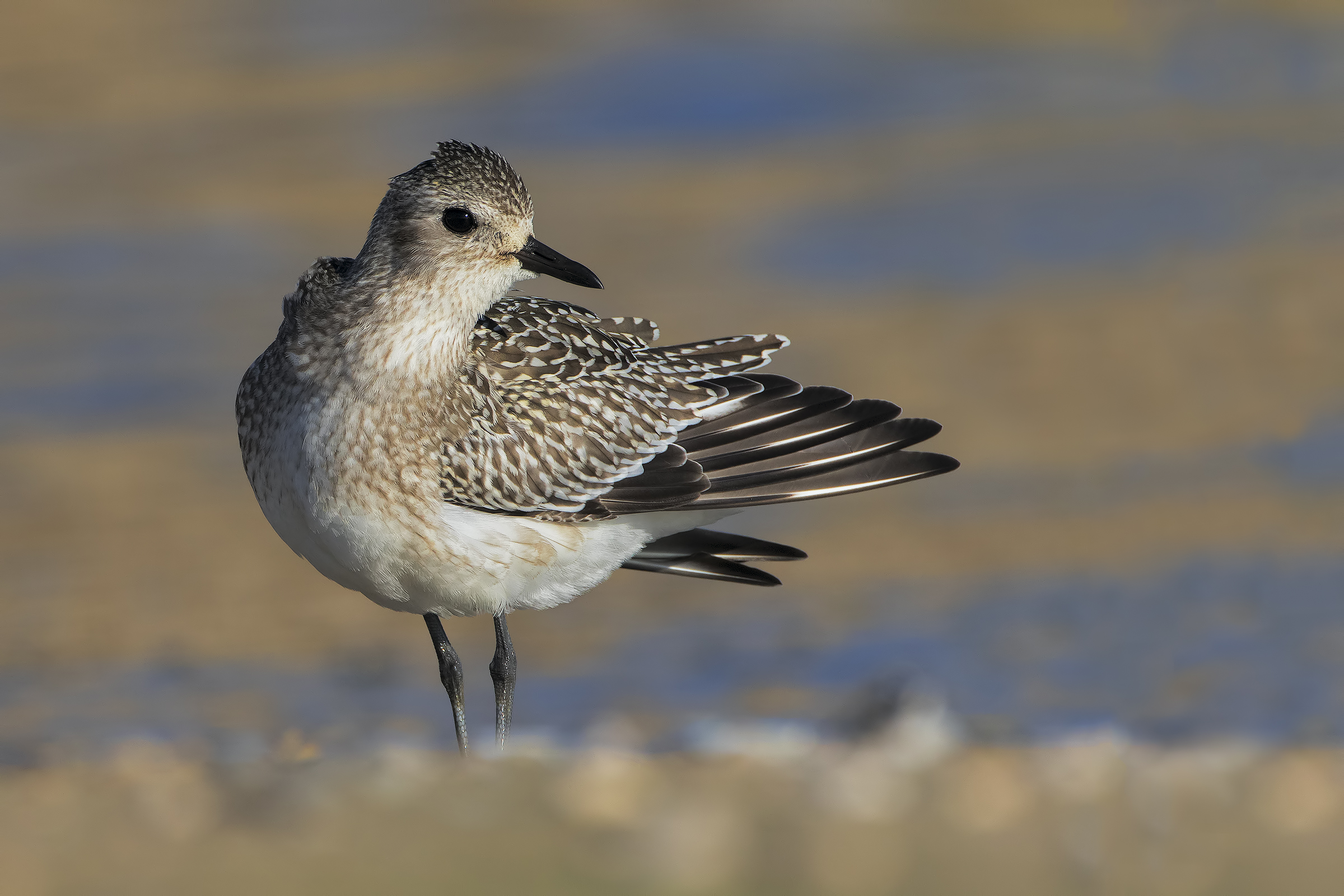 Grey Plover young