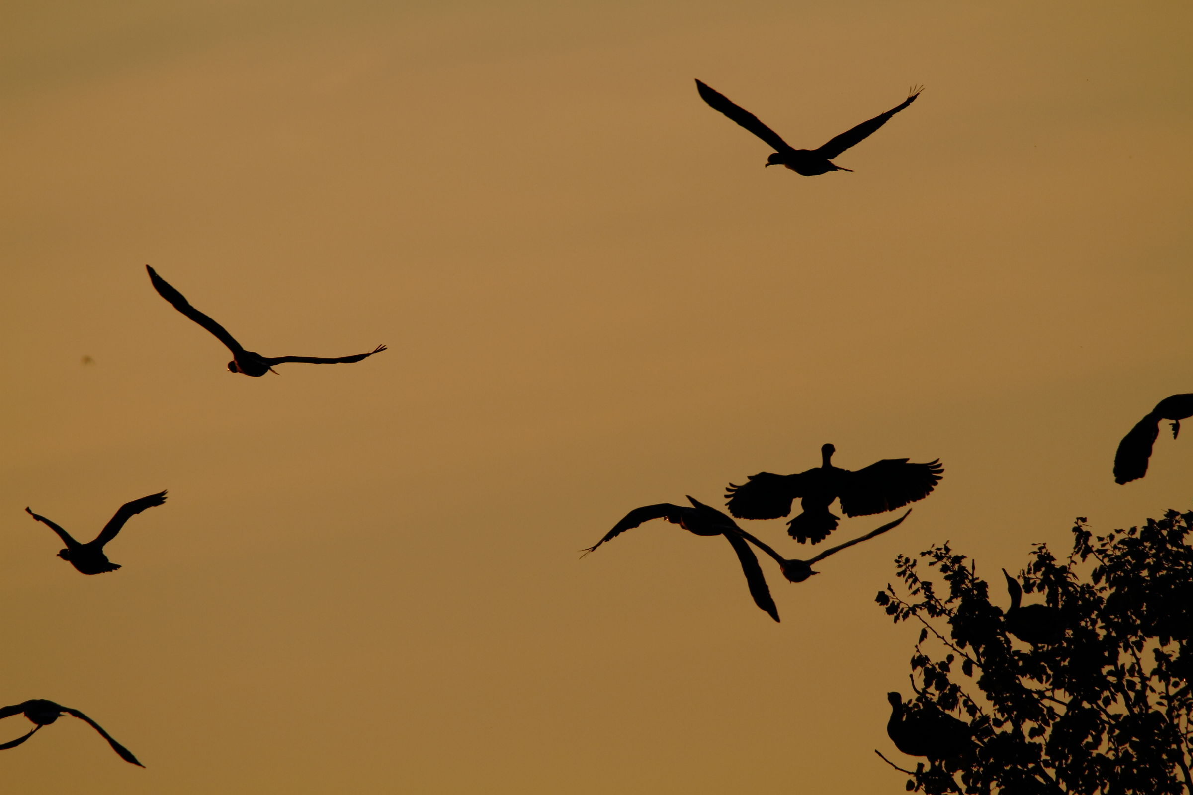 Silhouette of ducks and cormorants at sunset