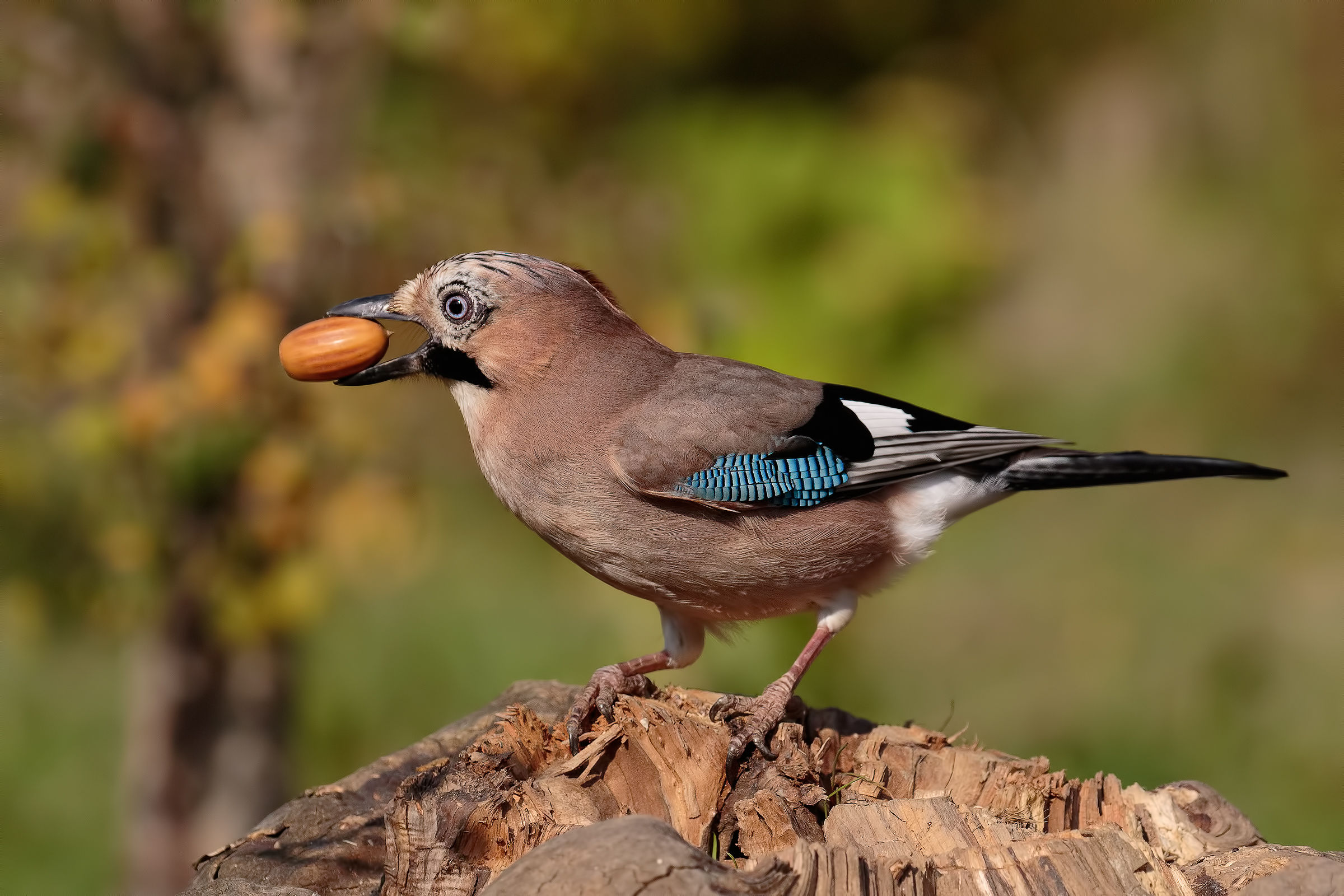 Jay (Garrulus glandarius)