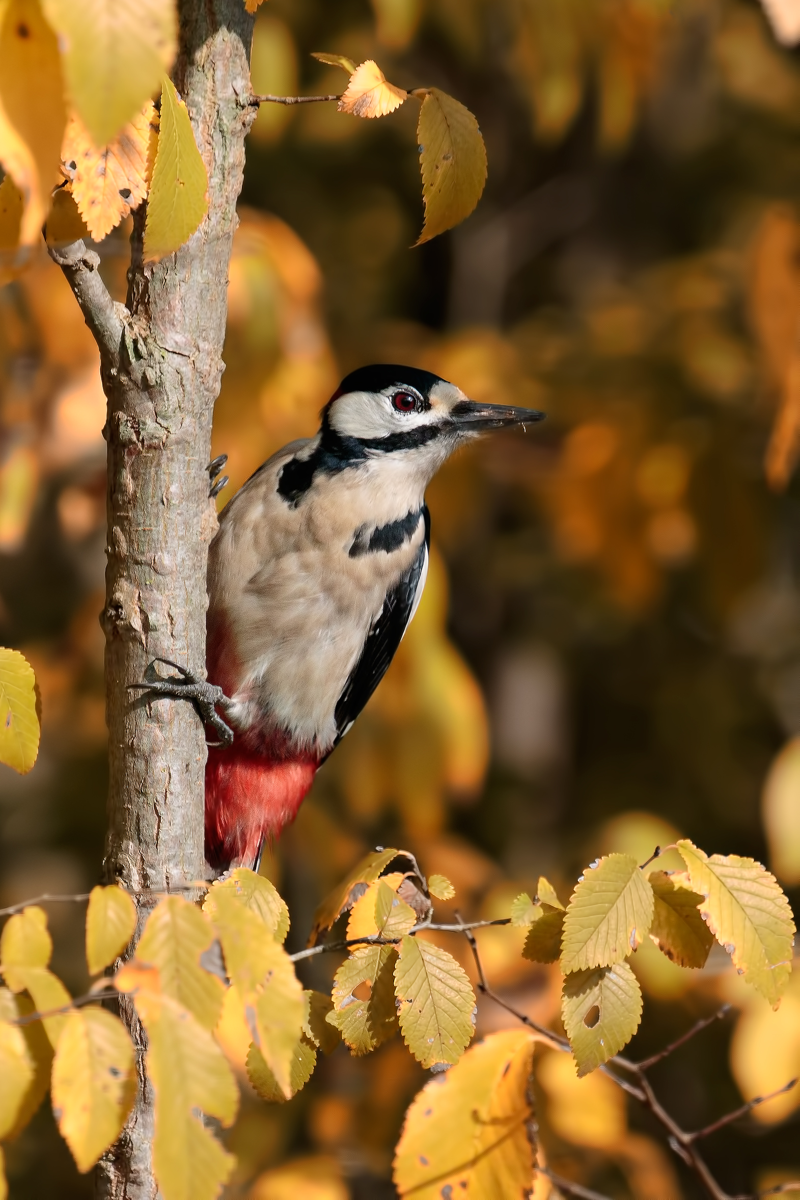 Great Spotted Woodpecker (Dendrocopos major)