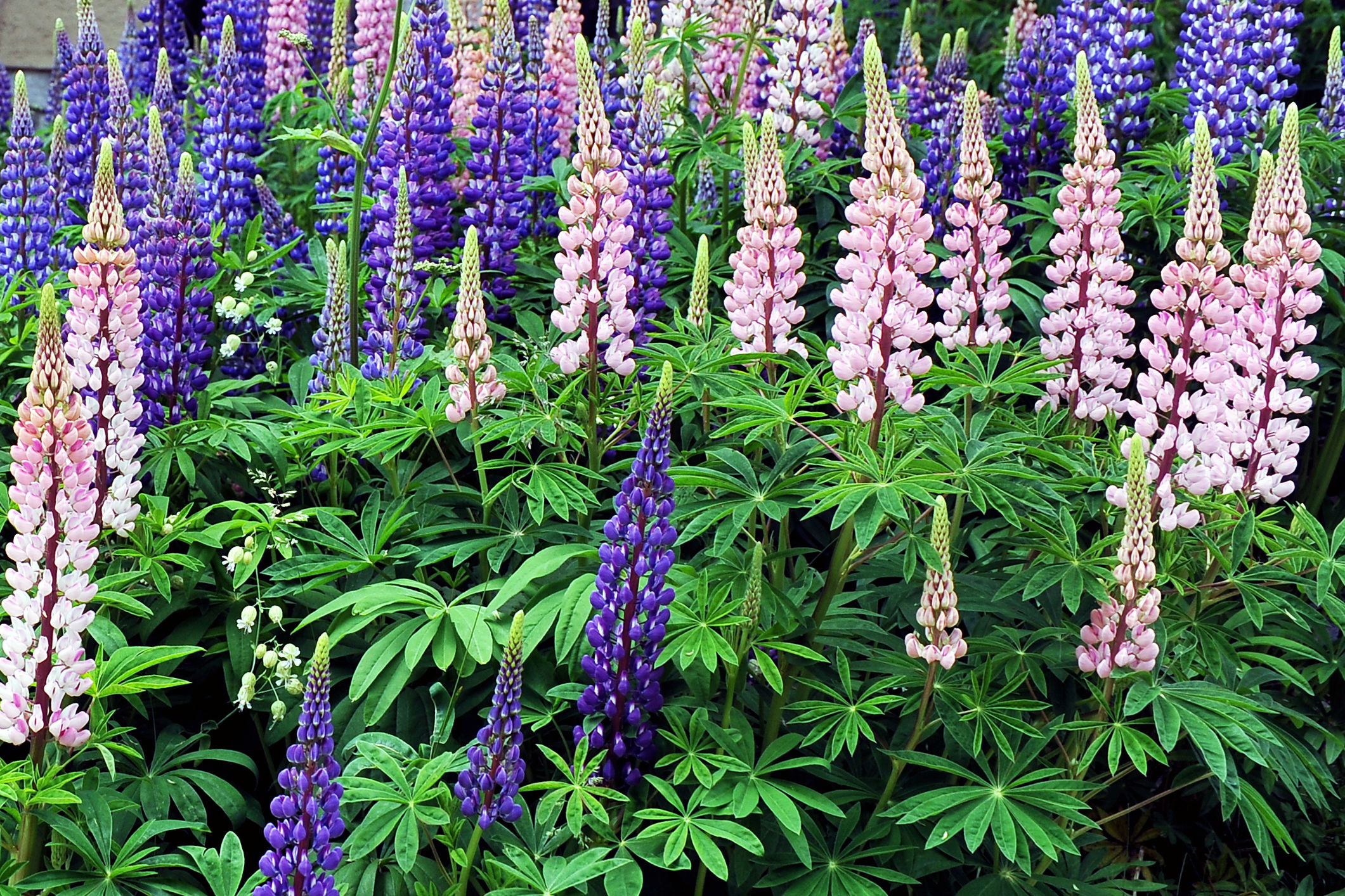 Lupin plant