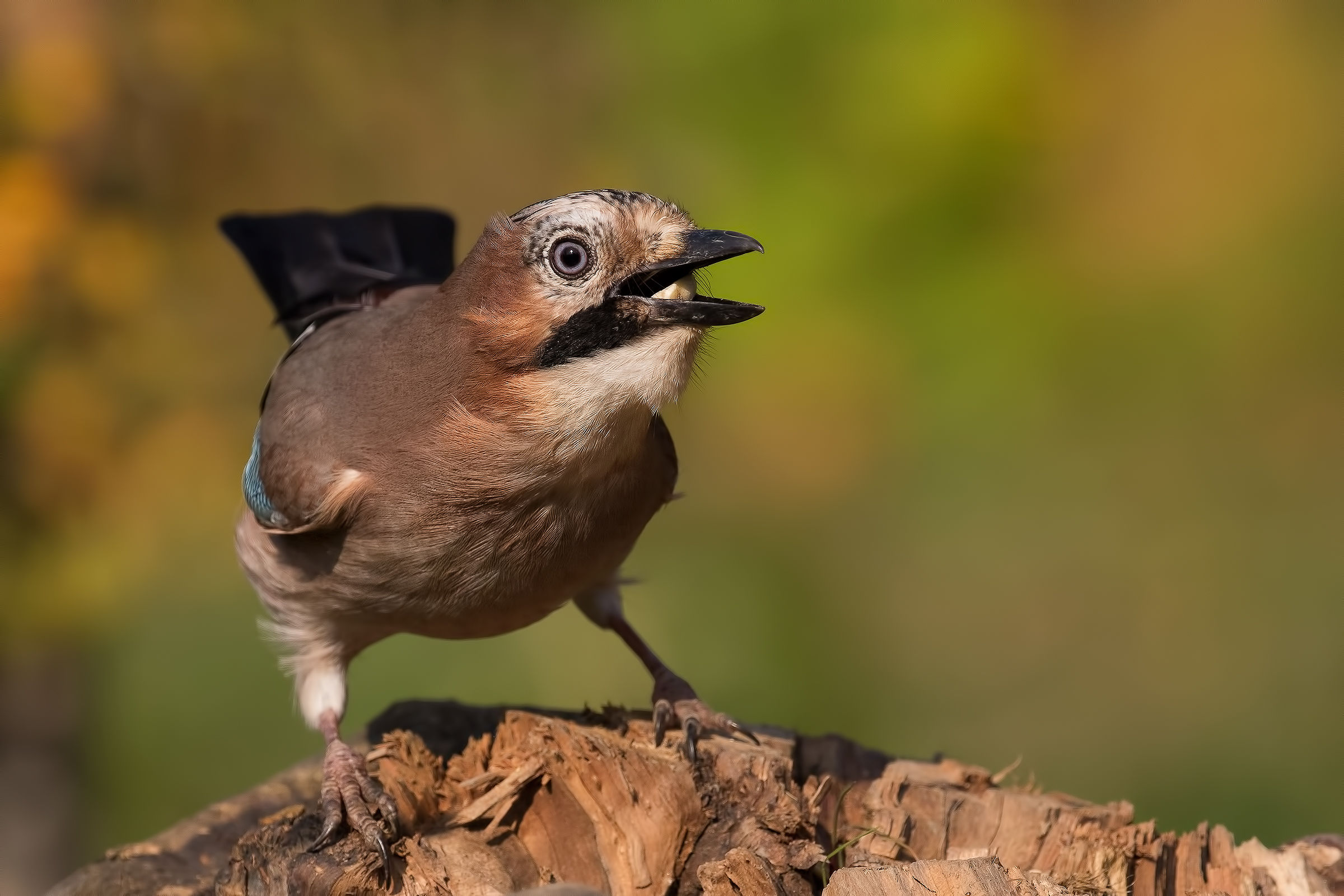 Jay (Garrulus glandarius)