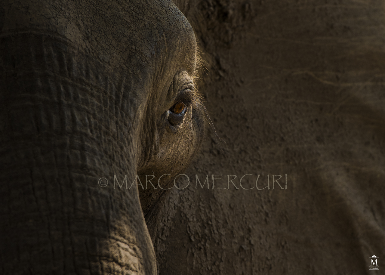 Ritratto di elefante adulto