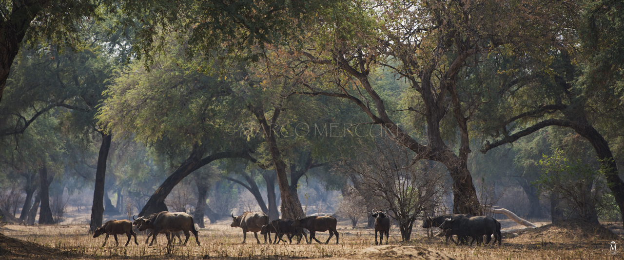 Bufali a Mana Pools