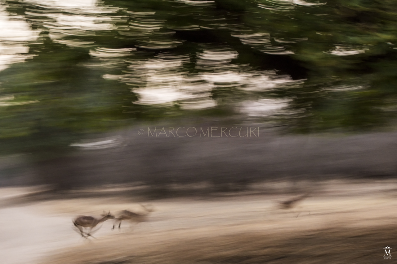 la corsa degli impala