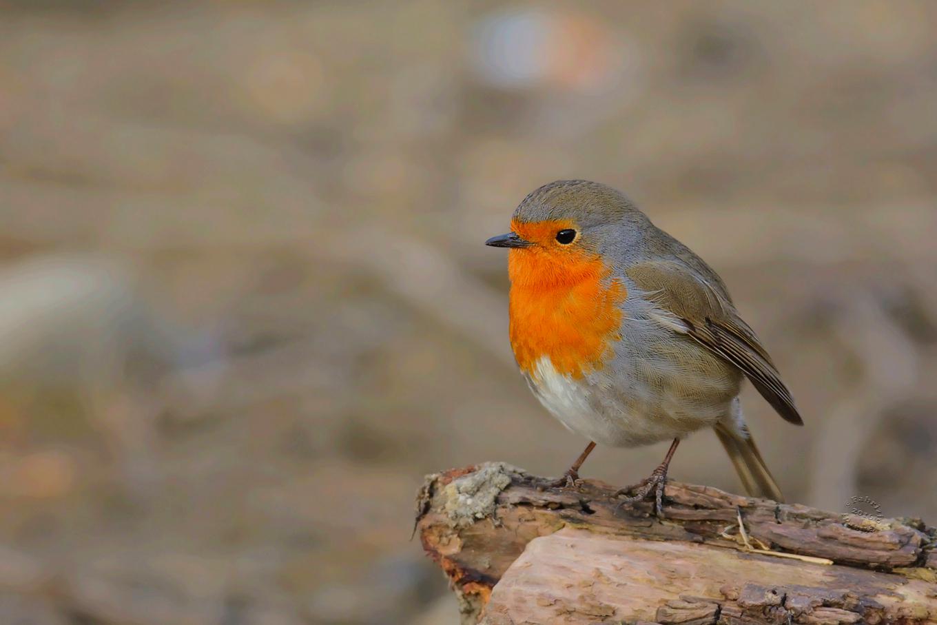 Robin (Erithacus rubecula)