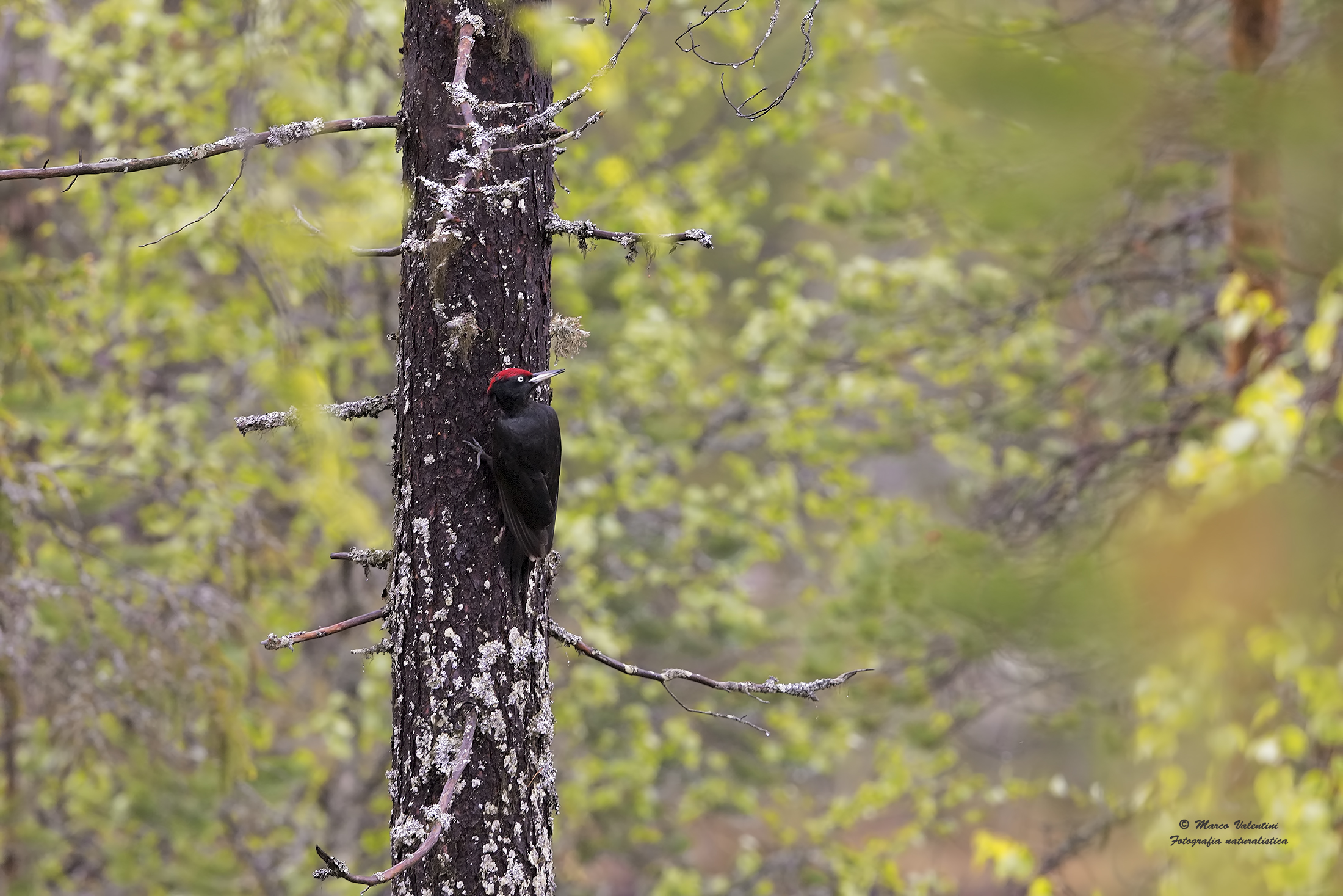 The world of the black woodpecker