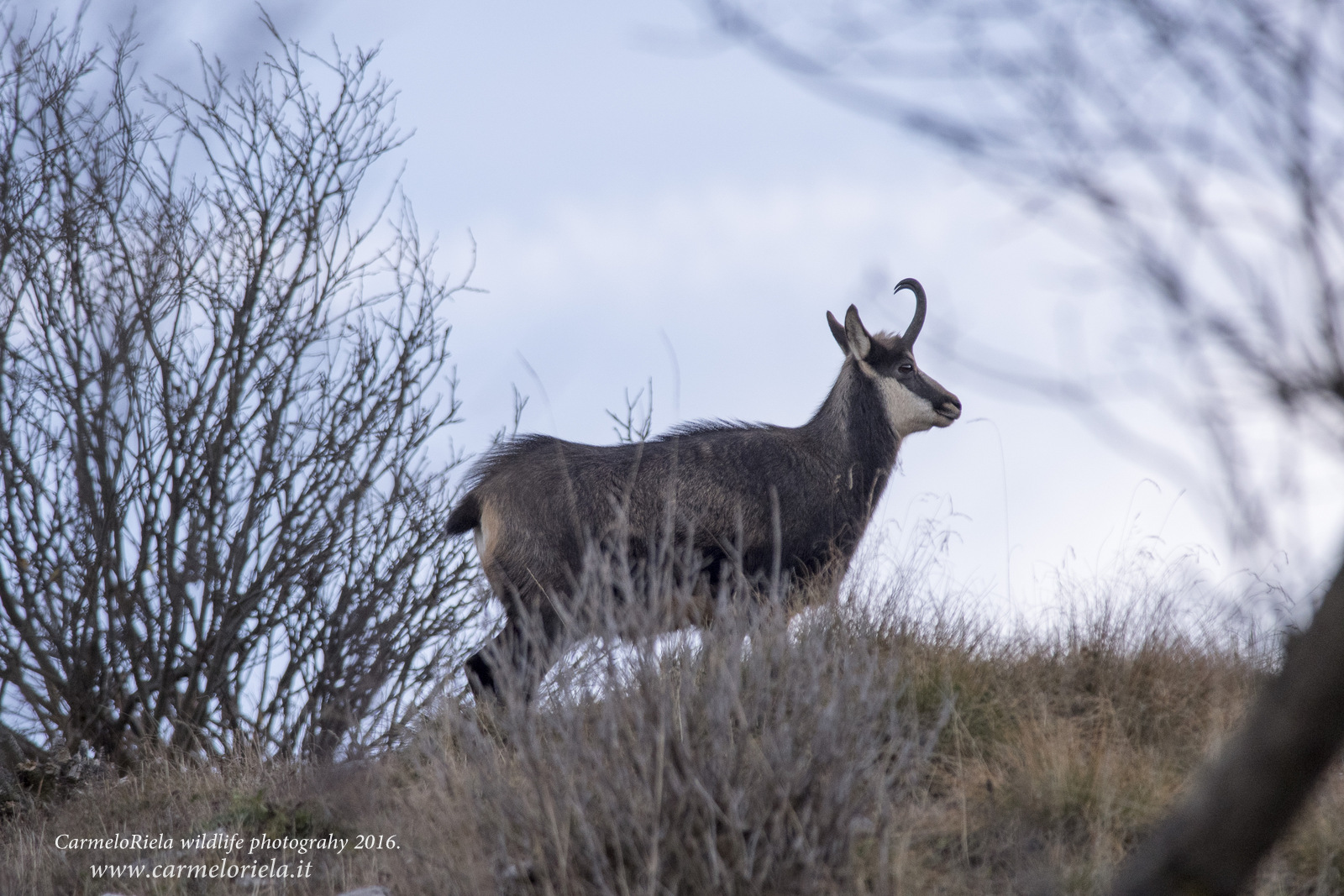 Camoscio alpino(Rupicapra,Rupicapra)