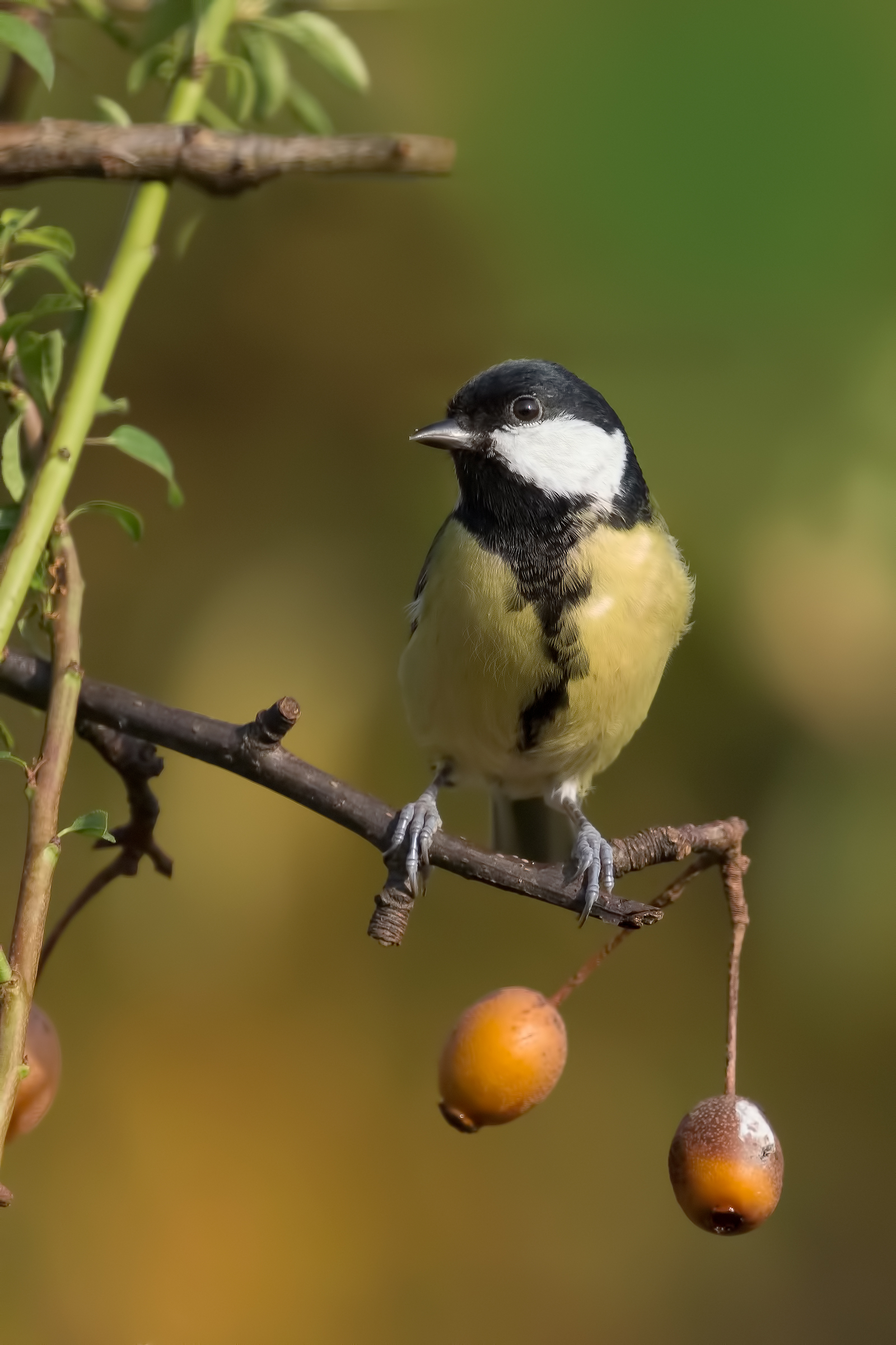 Parus major