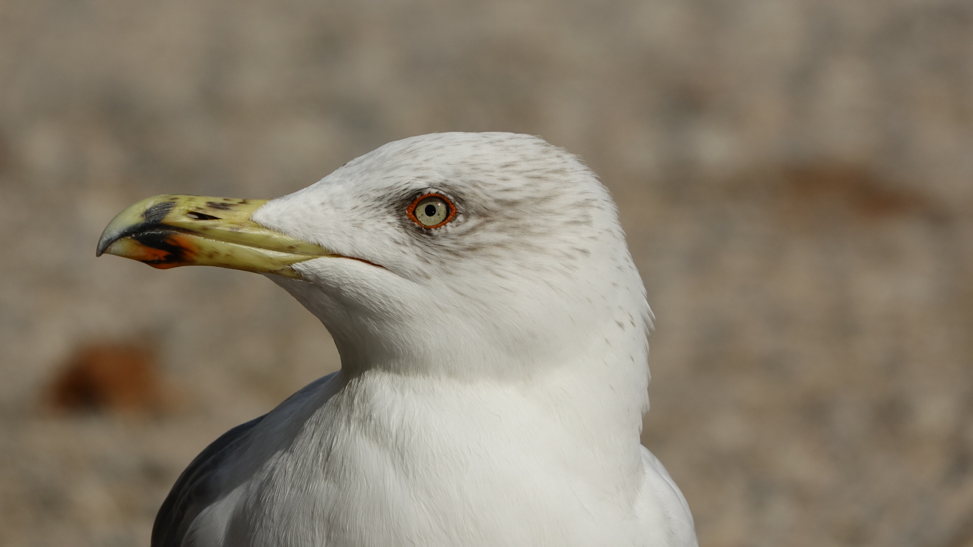 Seagull