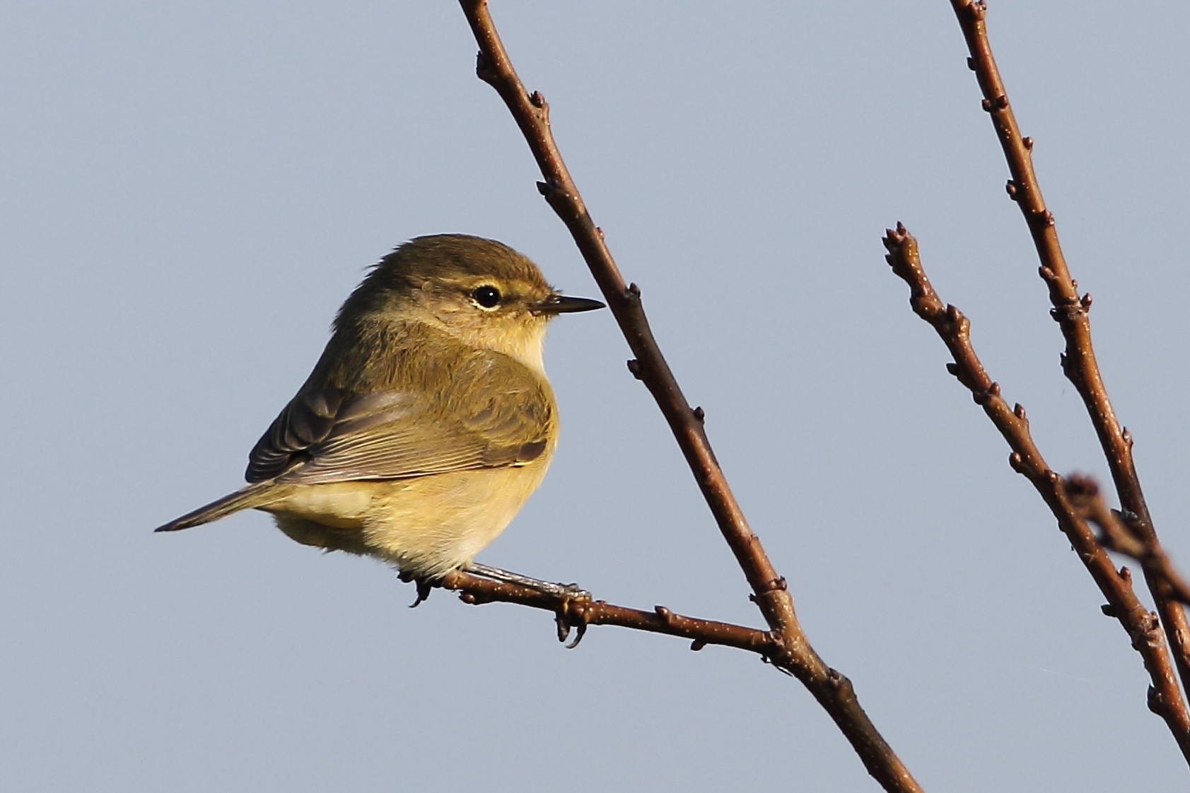 Passes but does not like the table ...