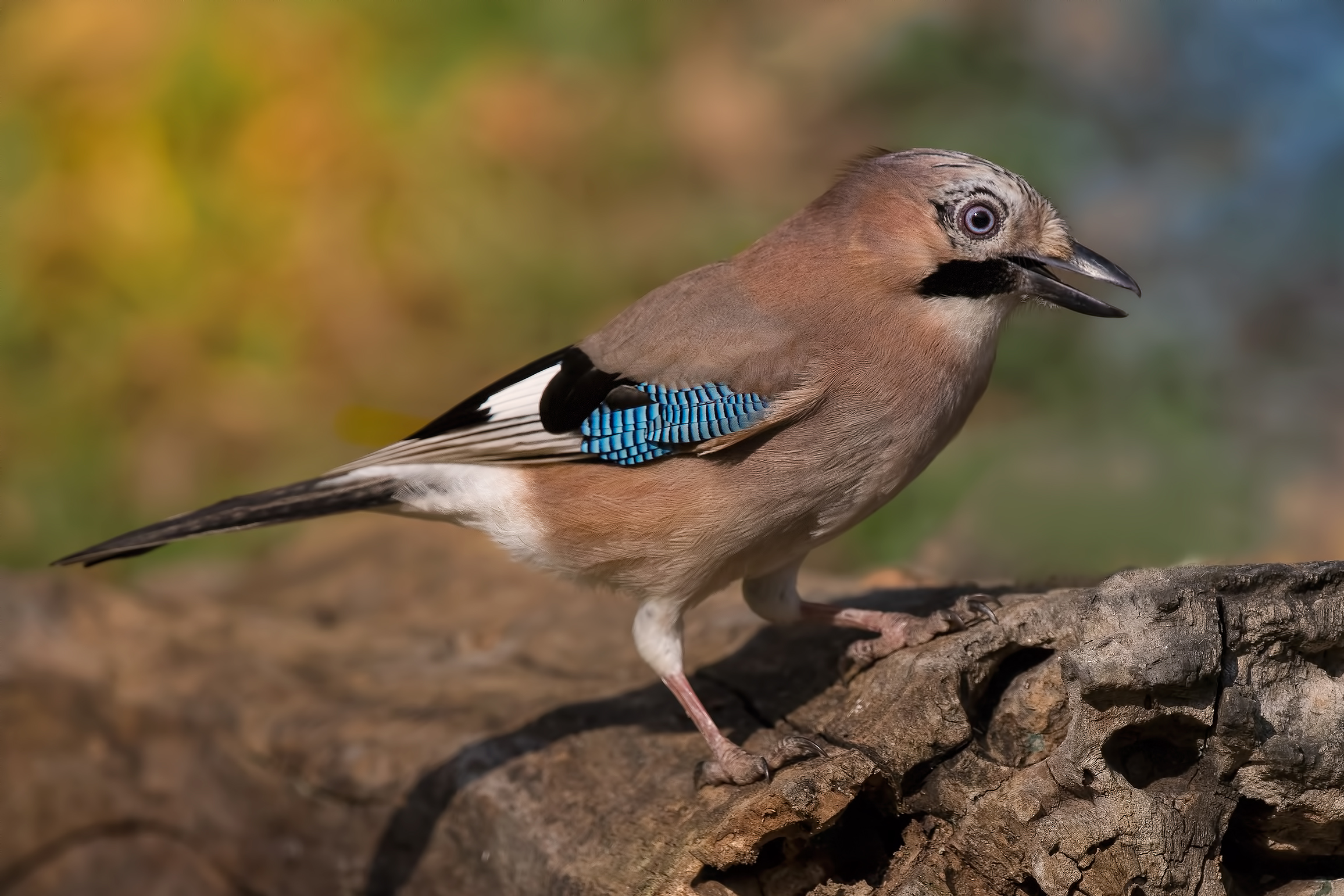 Jay (Garrulus glandarius)
