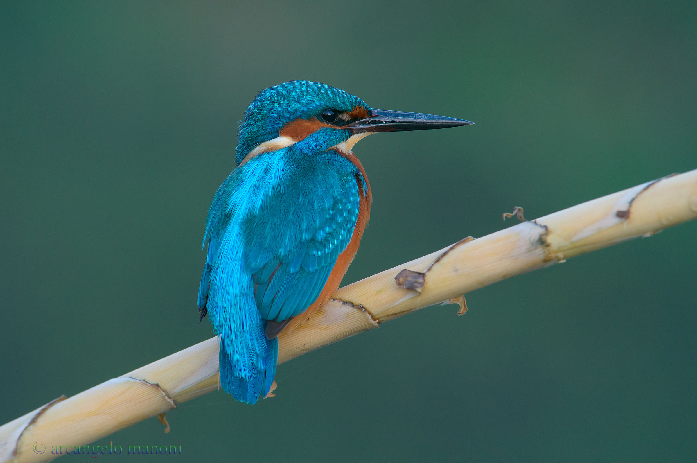 Kingfisher