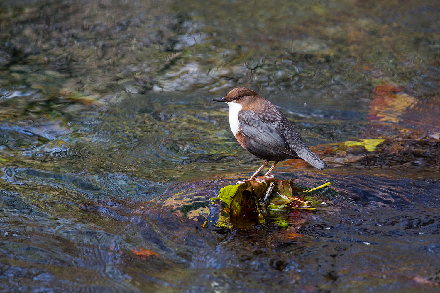 Cinclus cinclus (Merlo acquaiolo)