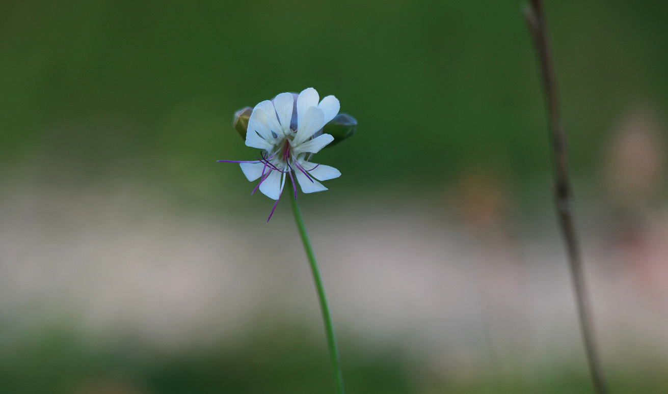 microfiore di campagna