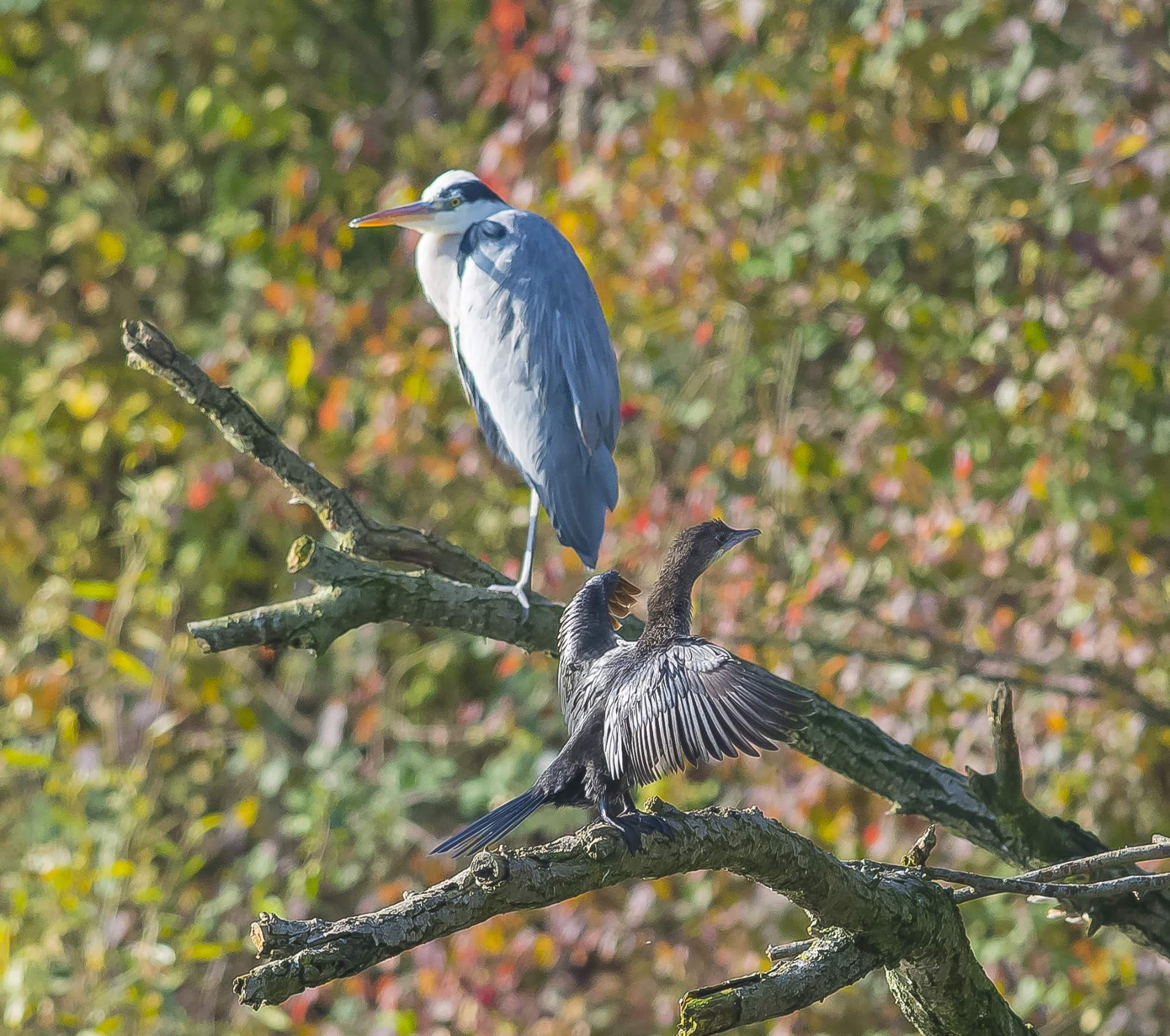 Airone e cormorano