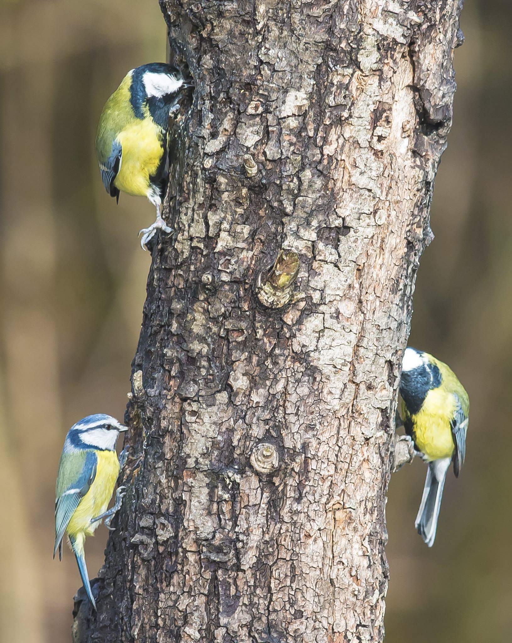 Cinciallegre e cinciarella