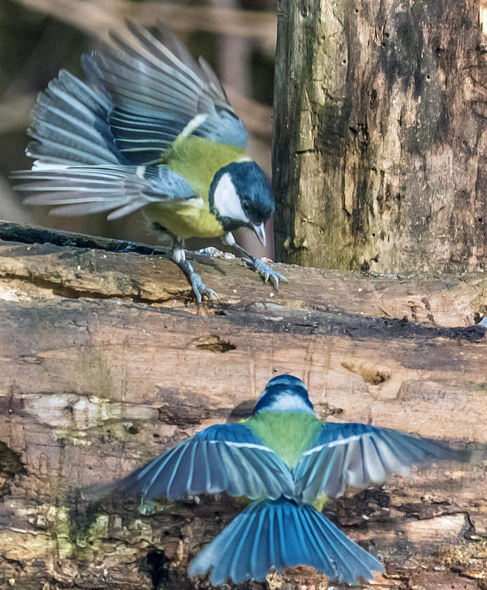 Cinciallegre in competizione