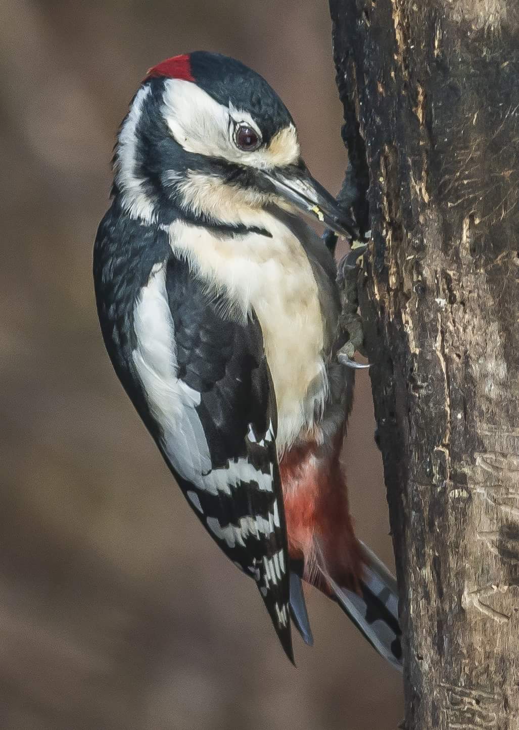 Great Spotted Woodpecker