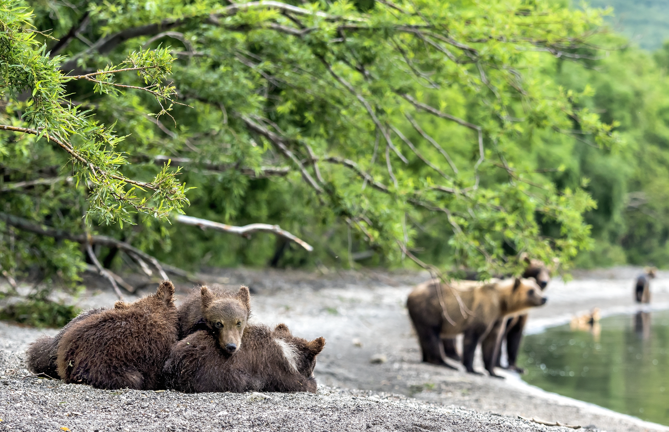 Kamchatka 2016 - In attesa della merenda