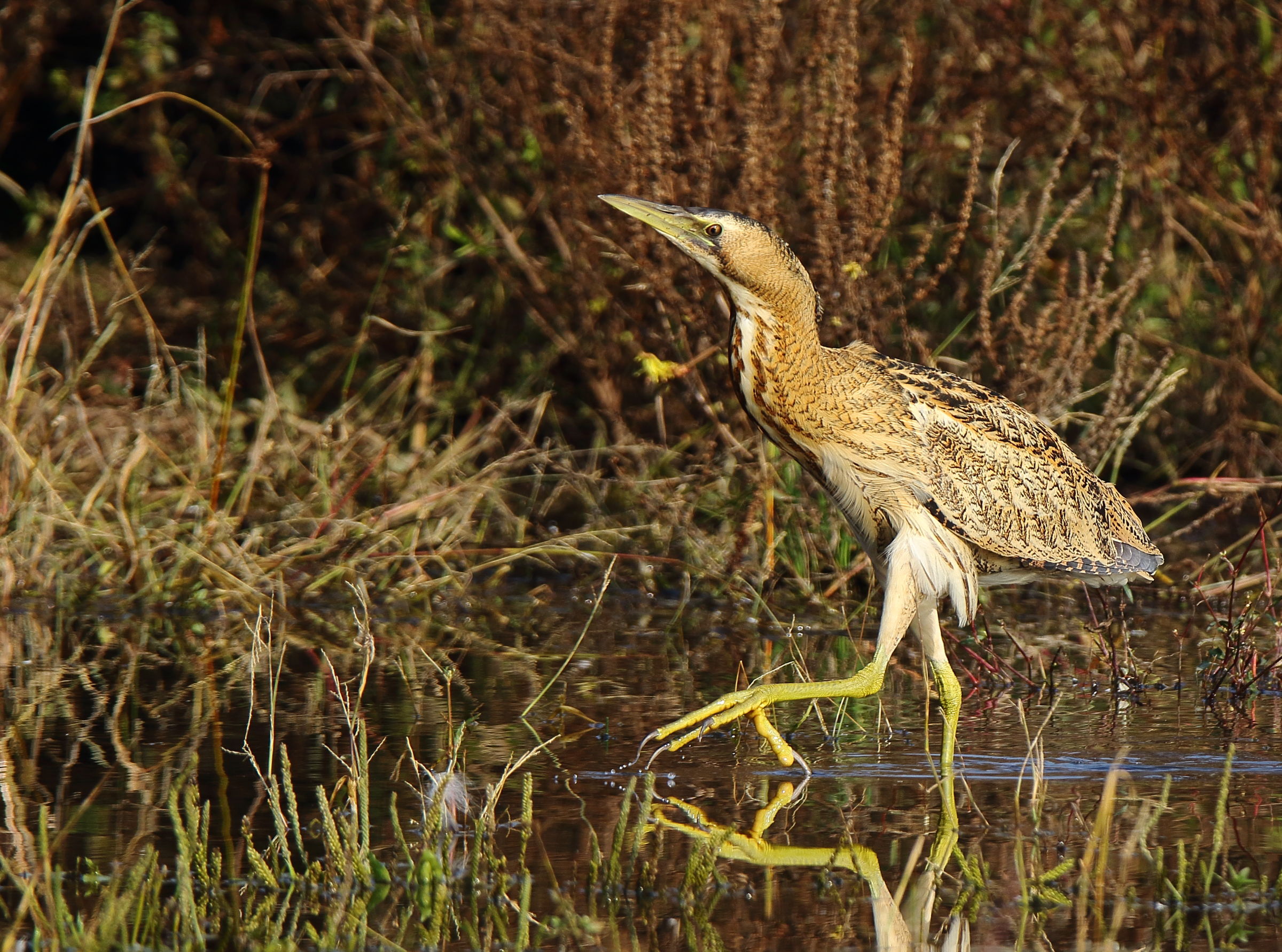 Bittern vers. 2