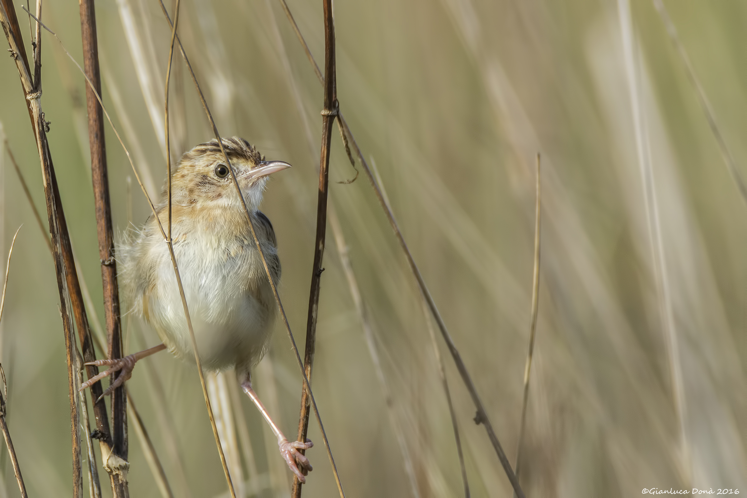 Cisticola juncidis Rafinesque, 1810