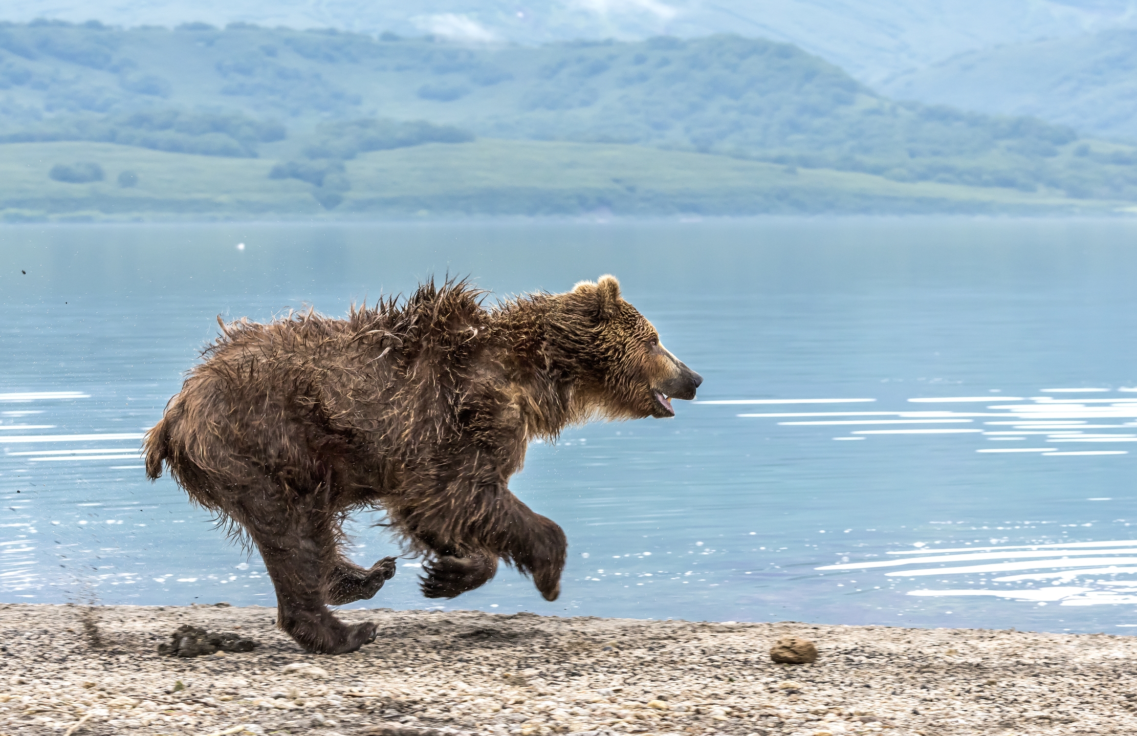 Kamchatka 2016 - La corsa
