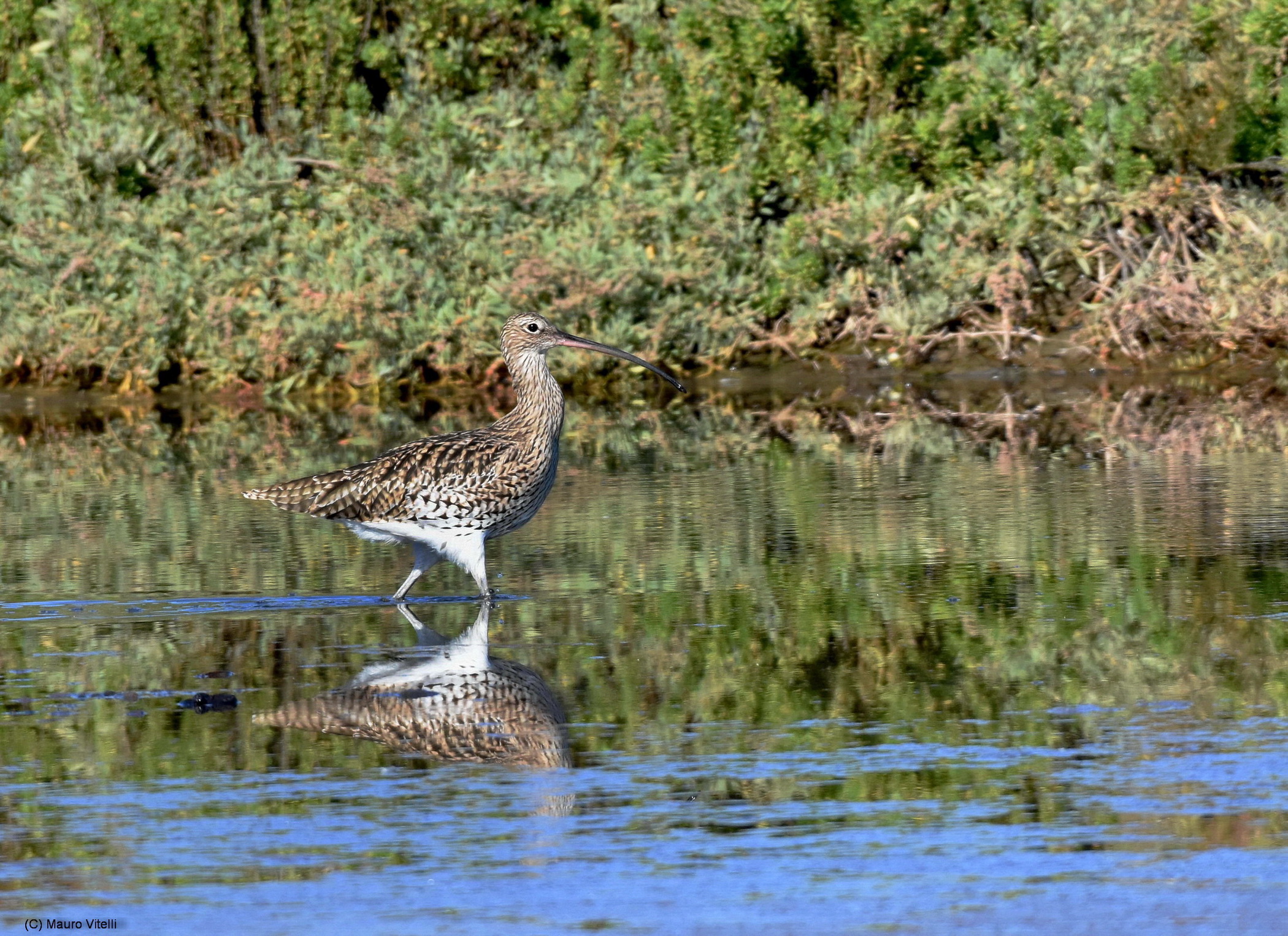 Curlew Maggiore