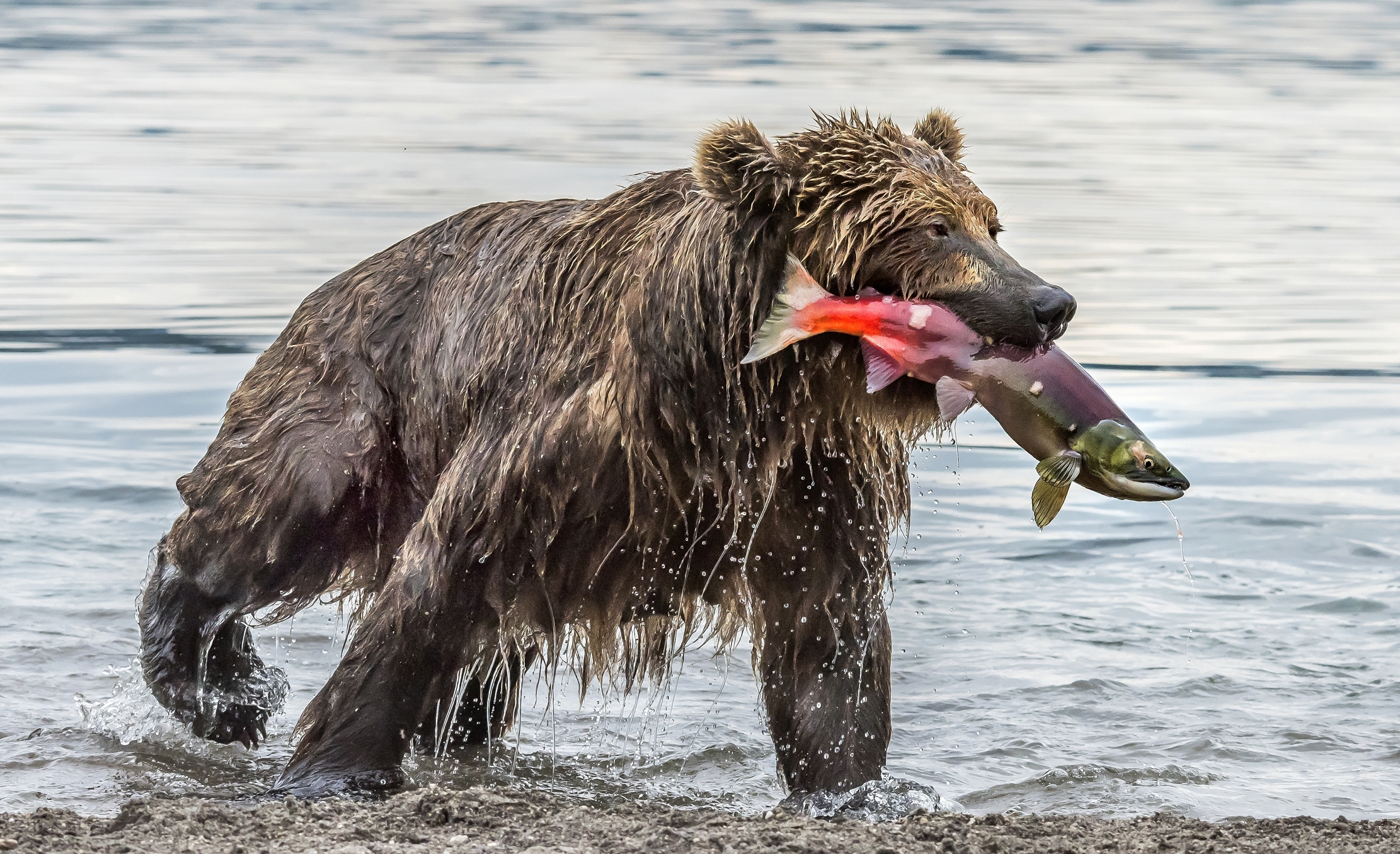 Kamchatka 2016 - Bear and salmon