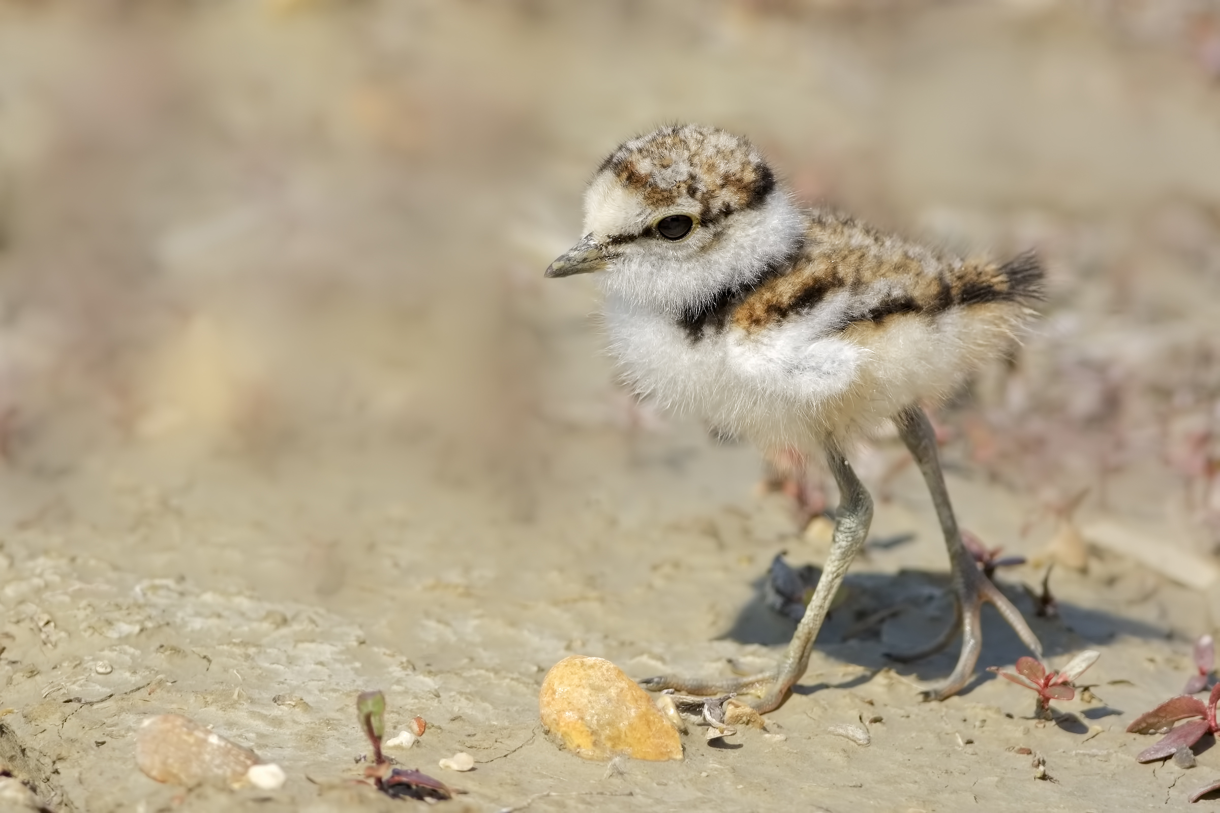 Piccolo di Corriere piccolo (Charadrius dubius)