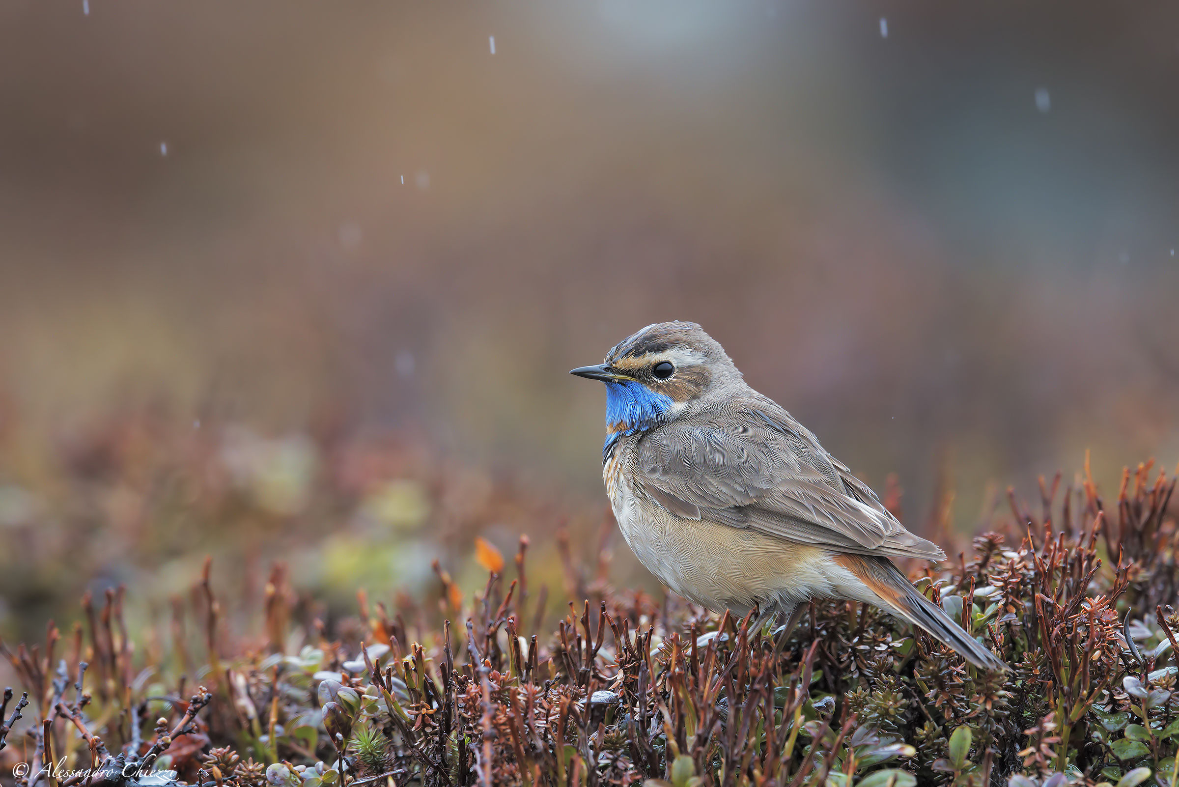 The world of bluethroat