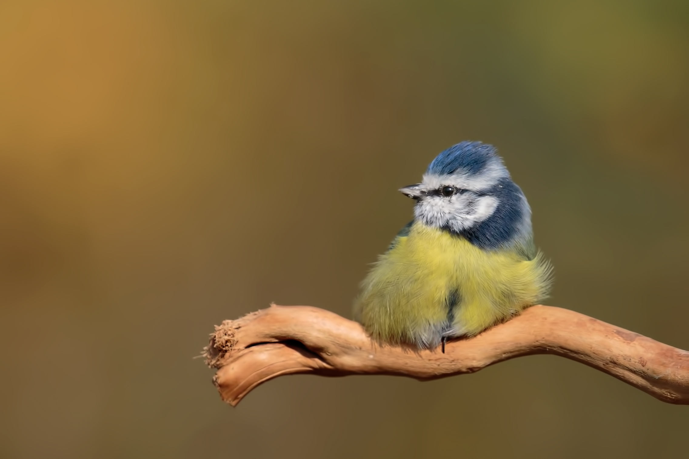 tired tit ...