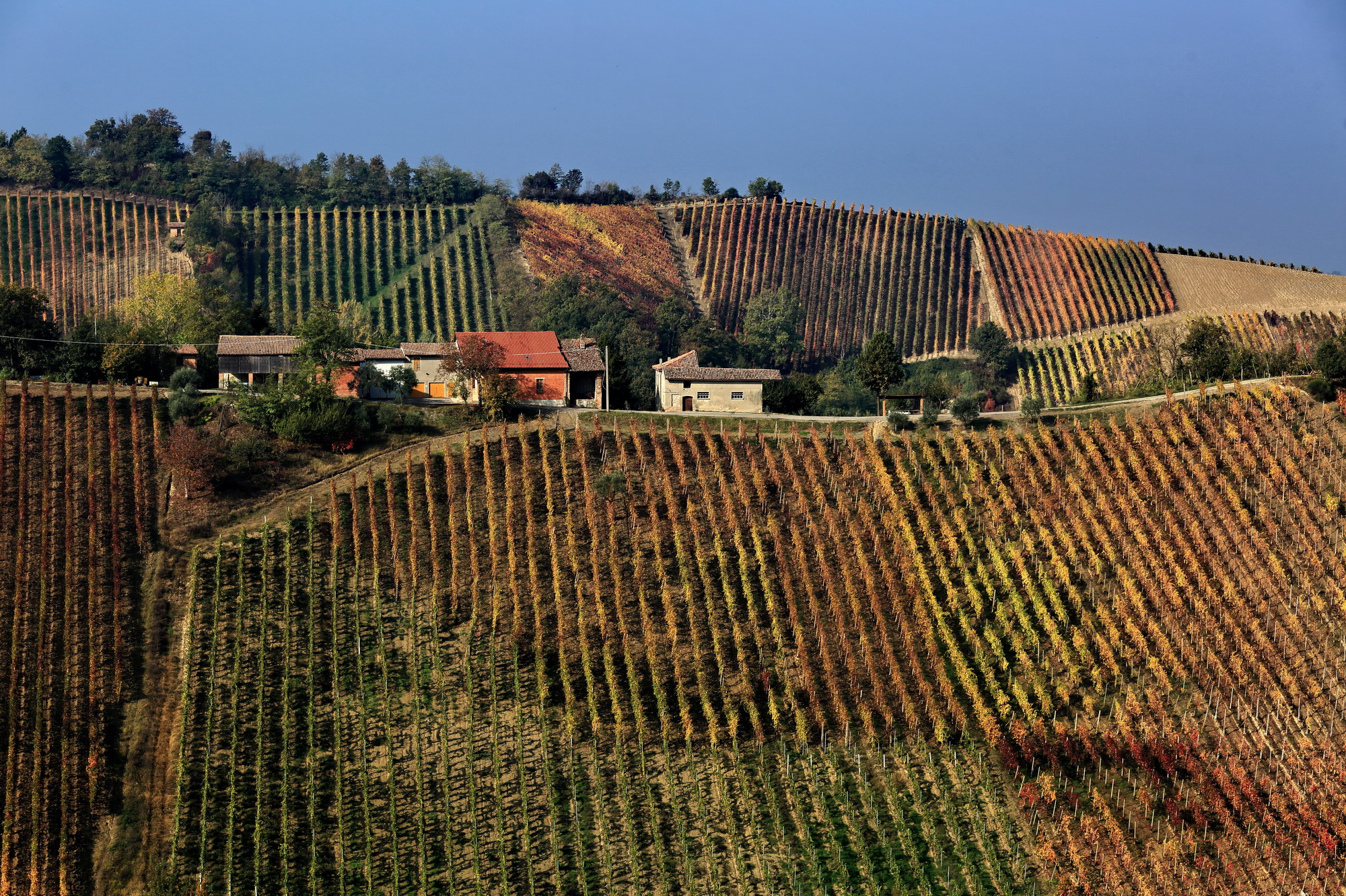 vineyards in a morning in October