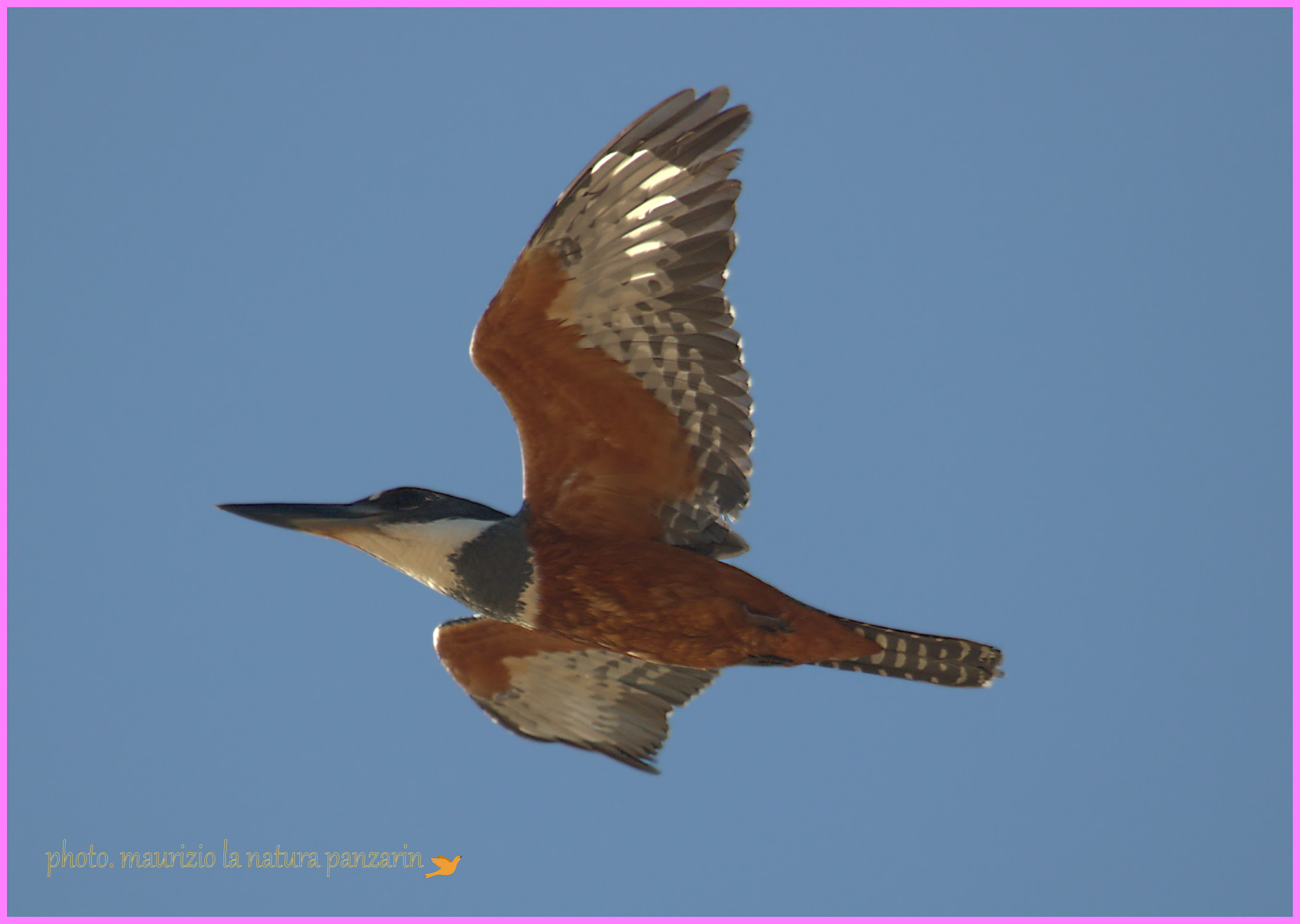 Kingfisher Neotropics