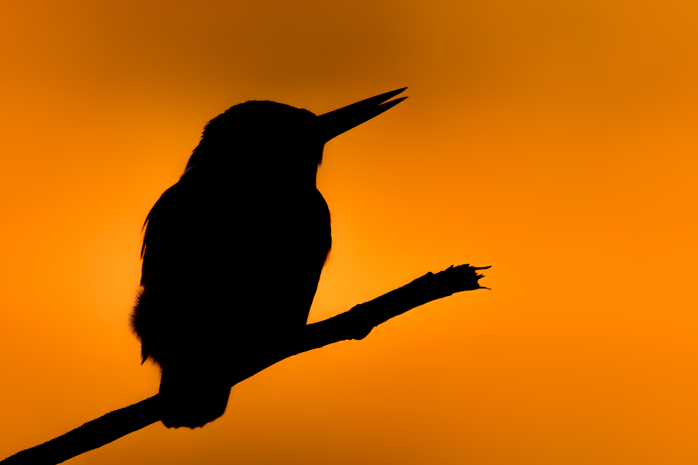 The night song of 'alcedis