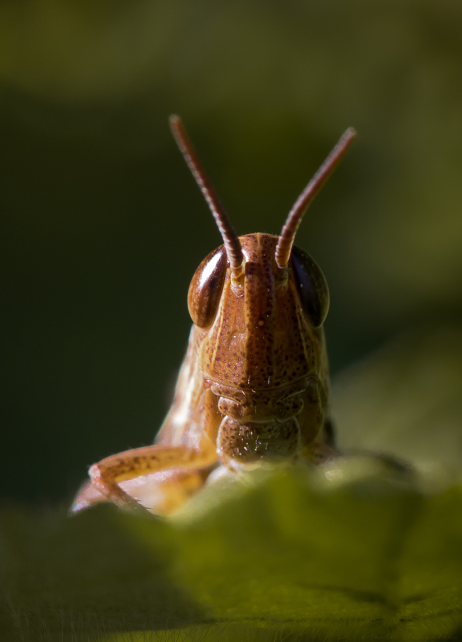 grasshopper close up portrait