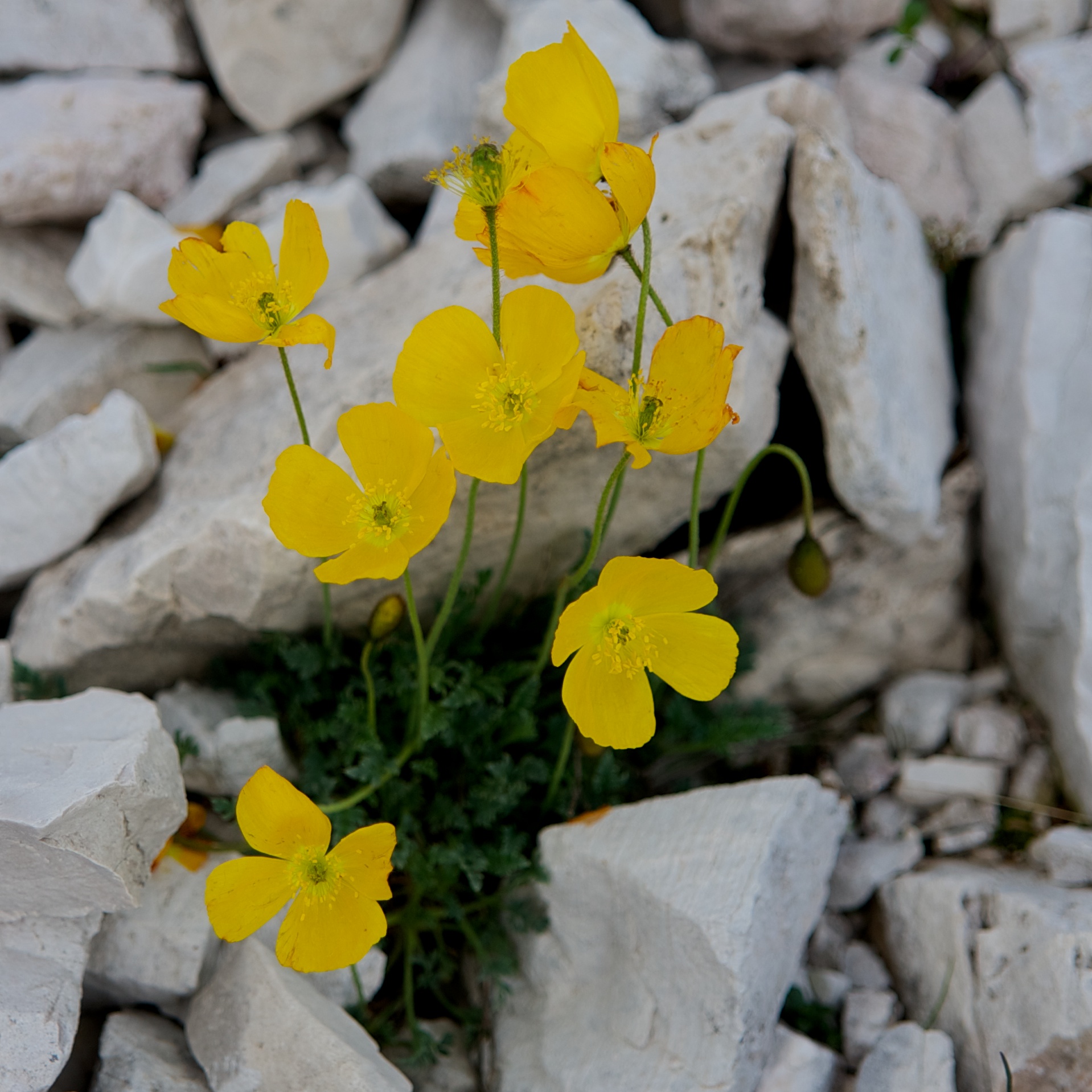Papaver aurantiacum (Rhaetian)